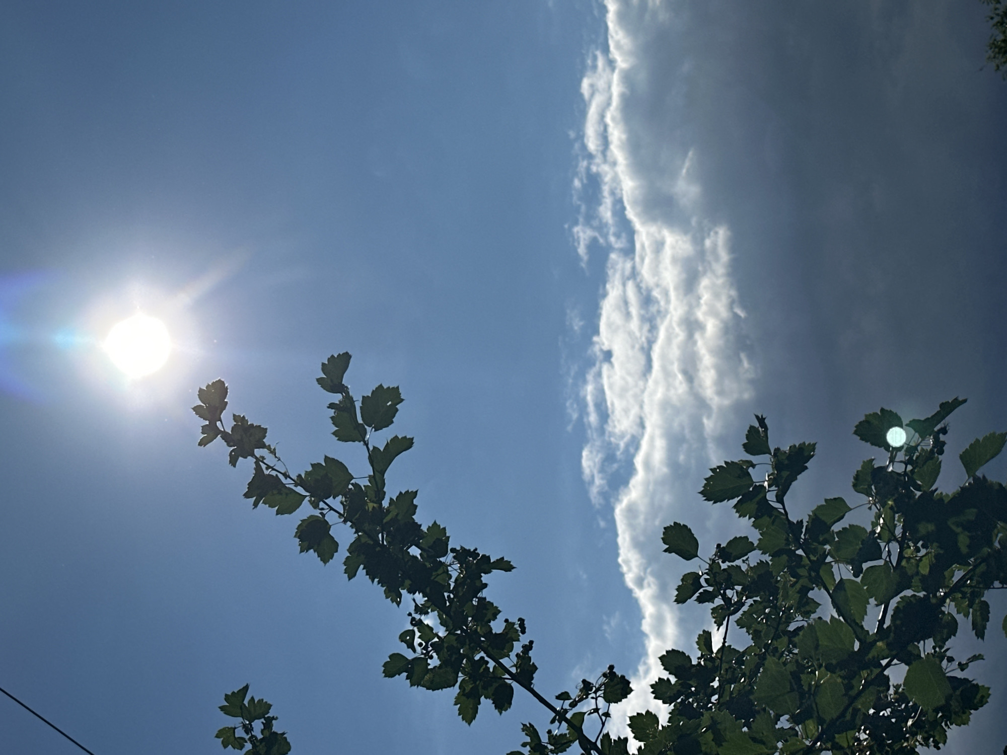 This media file depicts an outdoor scene, looking up towards the sky. The primary subjects are the sky and some foliage from a tree. The sky is a bright, clear blue with a prominent sun and scattered clouds. The sun is positioned in the upper left quadrant of the image, emitting a bright glare and lens flare. There are large, fluffy white clouds forming a band across the right side of the sky, with some smaller wispy clouds interspersed.
Two branches of a leafy green tree are visible in the foreground, extending into the frame from the bottom and right. The leaves are a dark green and appear to be in focus. The tree branches are silhouetted against the bright sky and clouds.
The image appears to have been taken during the daytime, likely late morning or early afternoon, given the bright sunlight and position of the sun. The weather seems to be fair, with a mix of sun and clouds. There are no people or discernible objects other than the natural elements of the sky and tree. No text is visible in the image. The overall mood conveyed is one of a bright, sunny day with a touch of dramatic sky due to the cloud formations.