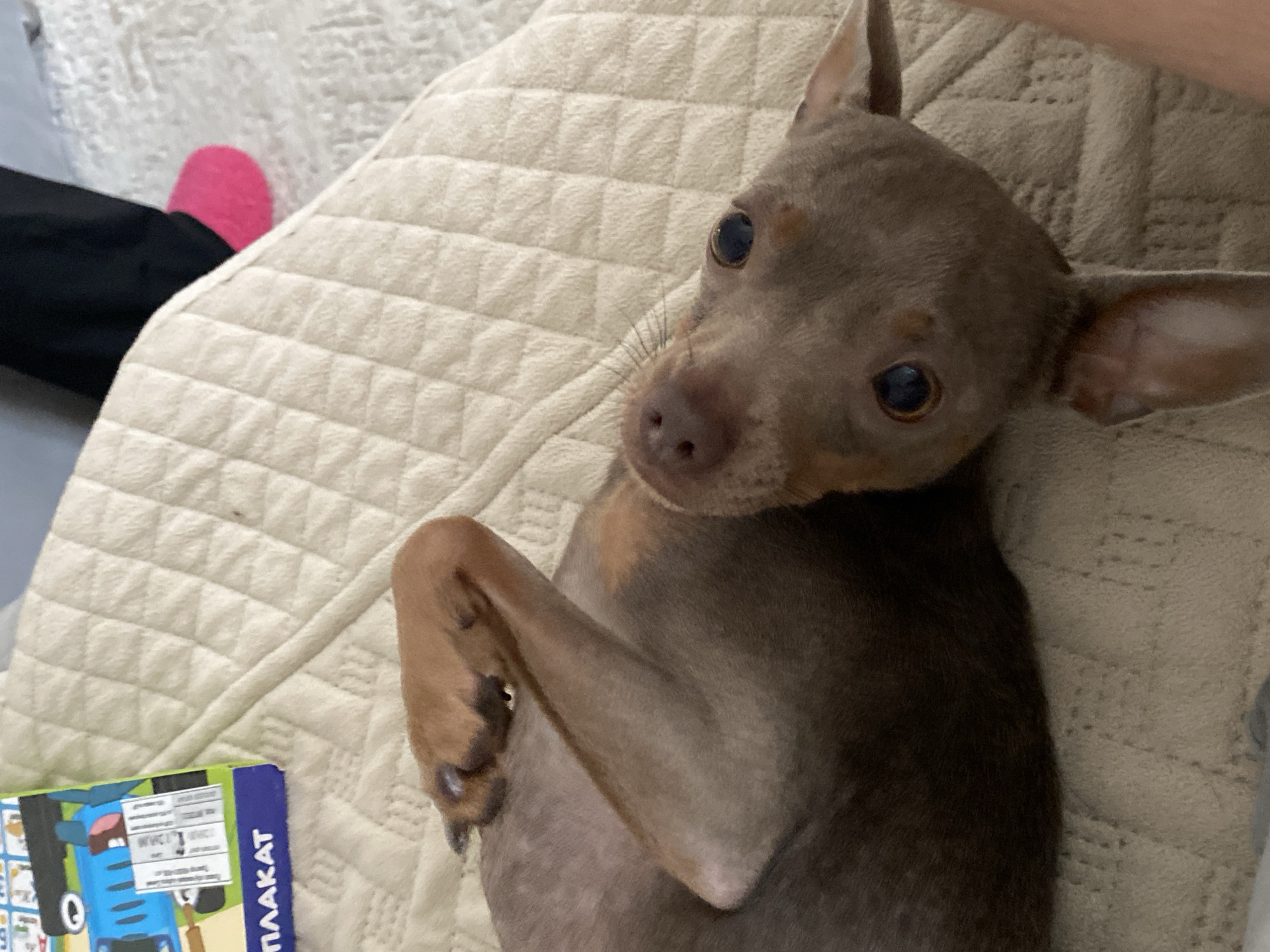 A small, short-haired dog lies on its back on a quilted, beige surface, possibly a bed or sofa. The dog has brown fur, dark eyes, and its front paws are raised. To the left of the dog, a portion of a colorful children's book is visible, with the word "ПЛАКАТ" printed in blue on its cover. In the upper right corner of the image, a person's foot wearing a bright pink slipper is visible, partially on the same surface as the dog. The background is a neutral, quilted texture. The image was taken indoors.