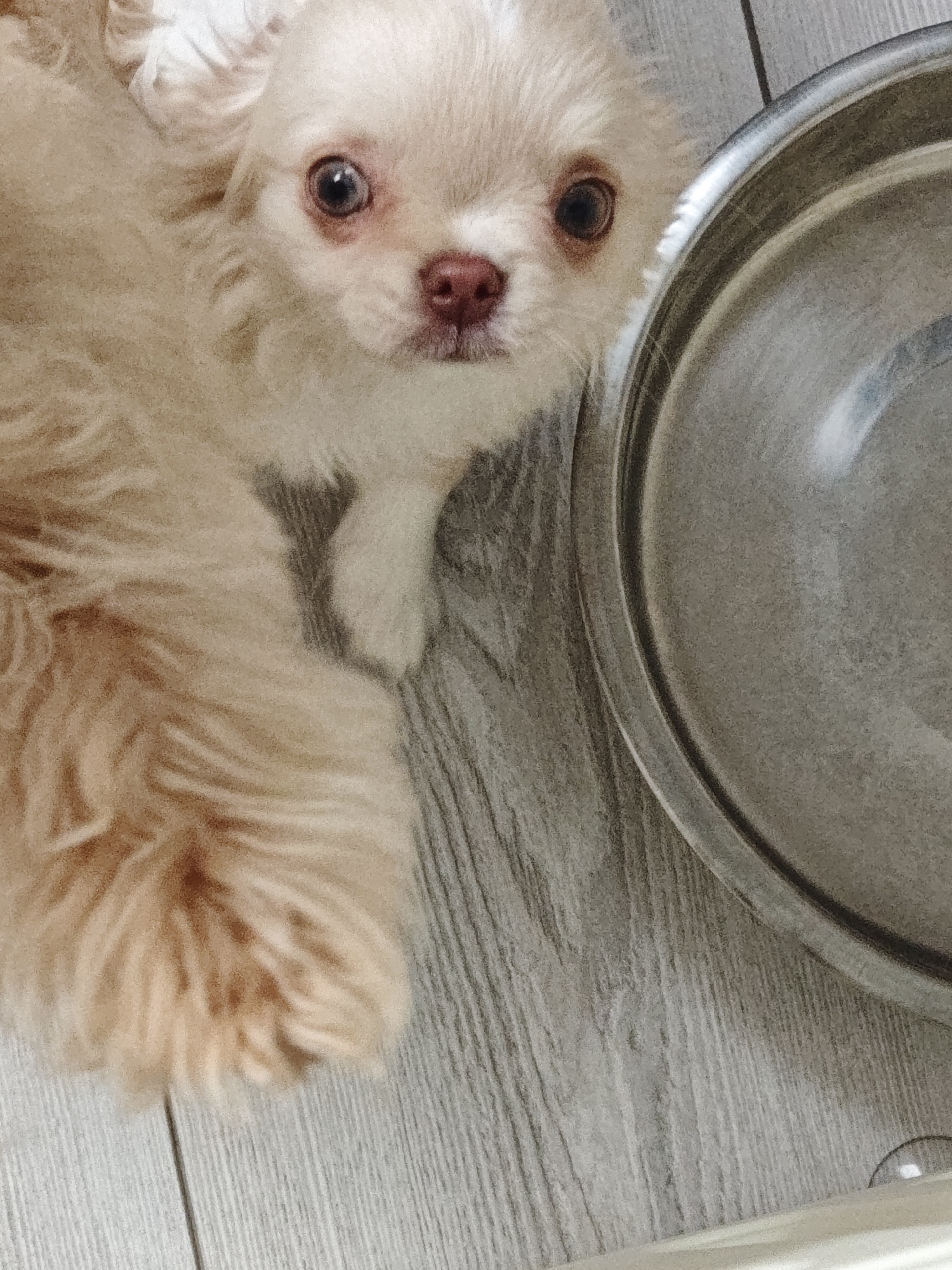 A cream-colored dog with large, dark eyes and a pink nose is lying on a light gray wooden floor next to a silver dog bowl. The dog's fur is fluffy and appears long. The dog bowl is partially visible in the upper right portion of the image, reflecting light from above. The floorboards are oriented horizontally.