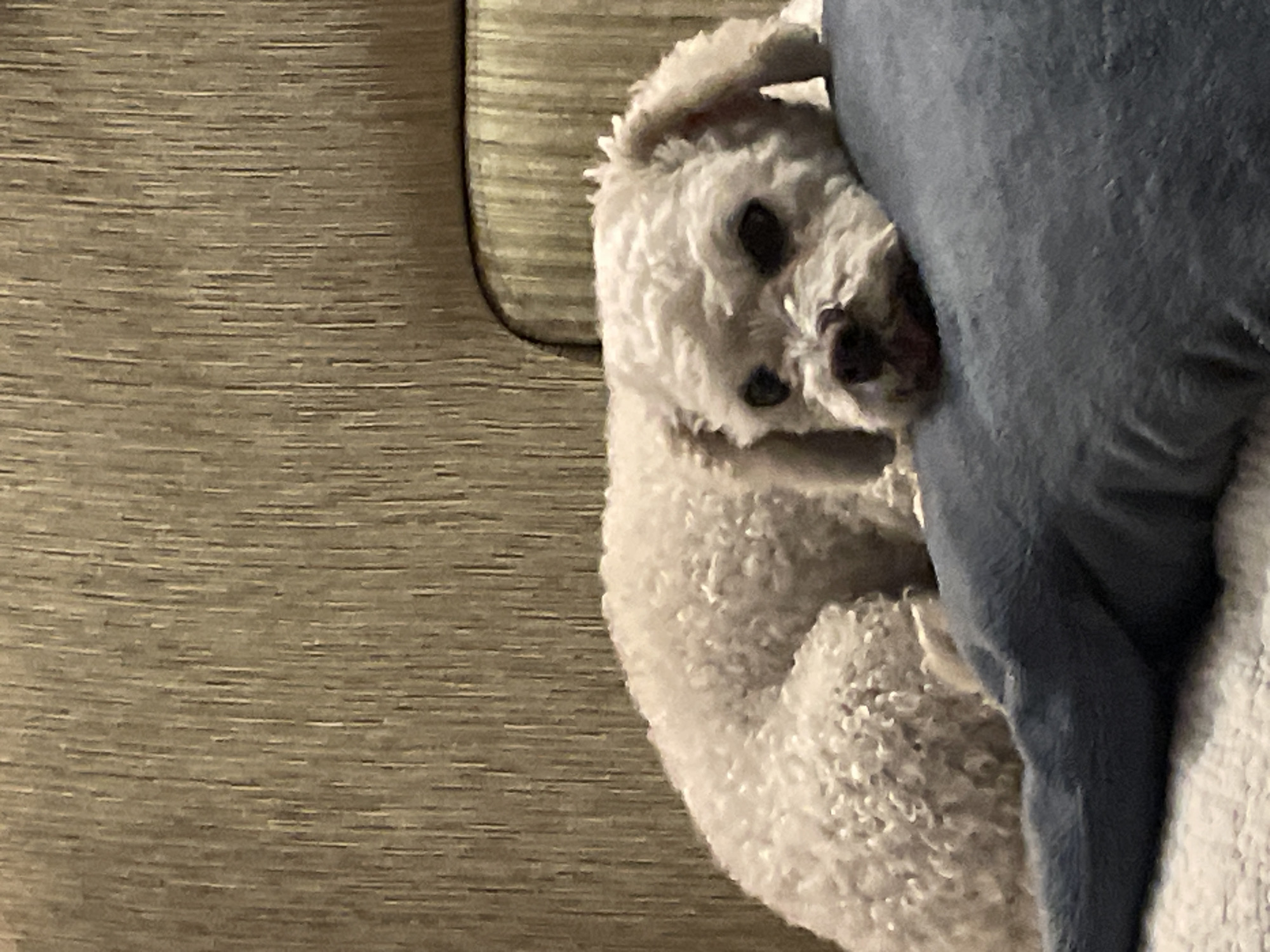 A small, white, curly-haired dog is curled up on a couch. The dog is nestled against a blue cushion or pillow. The couch appears to be upholstered in a light brown, textured fabric. The setting appears to be indoors. The city of Yekaterinburg, Russia, cannot be confirmed from the image.