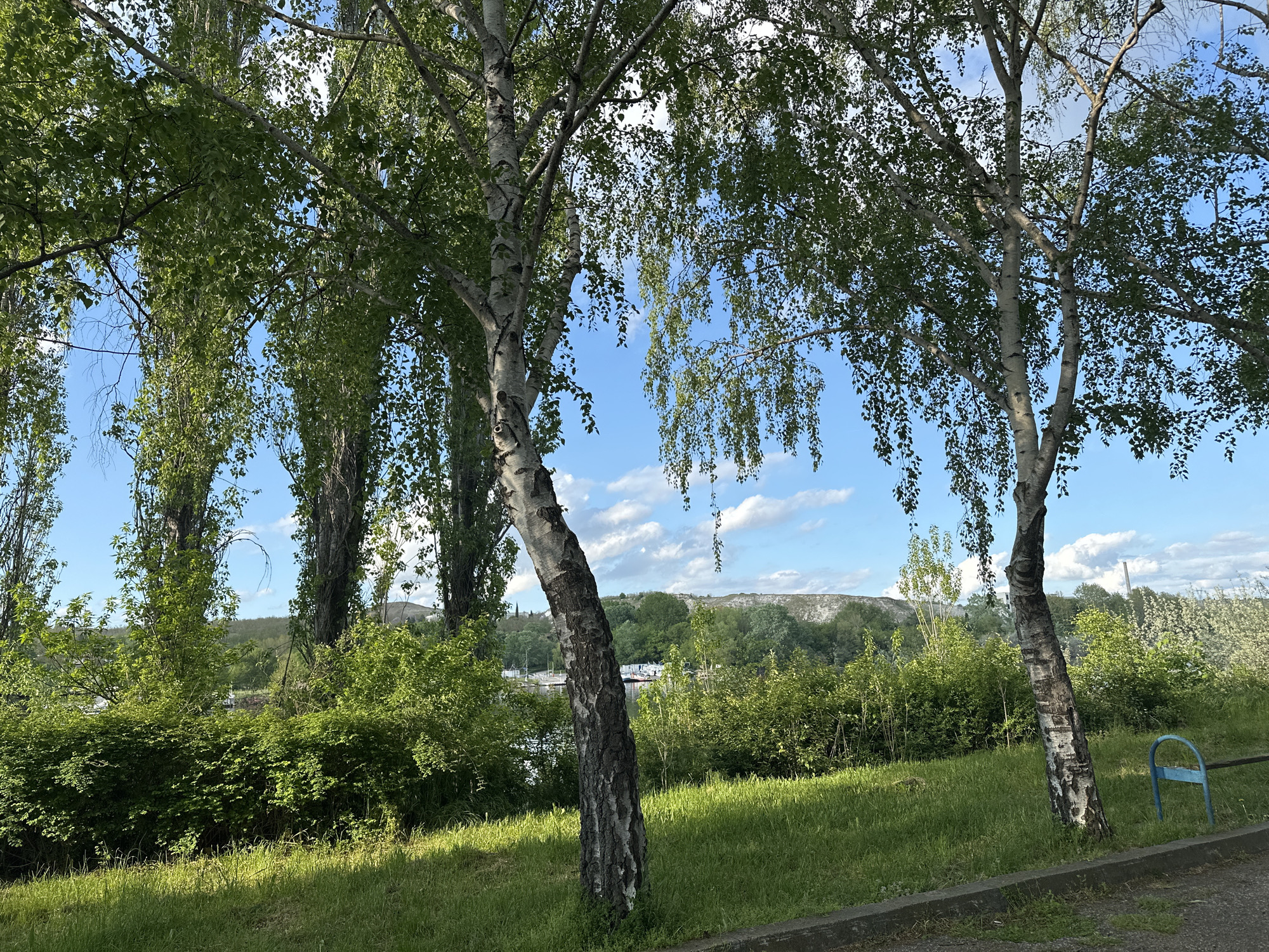 The image depicts a park-like setting in Beloslav, Bulgaria. In the foreground, there is a grassy area with trees, primarily birch trees with white bark, and bushes. The sky is blue with scattered white clouds. In the background, a landscape with green hills and a glimpse of a body of water can be seen. A pale blue bench leg is partly visible on the right side of the frame. No people or subjects are visible. The scene appears to be a natural environment within the city.