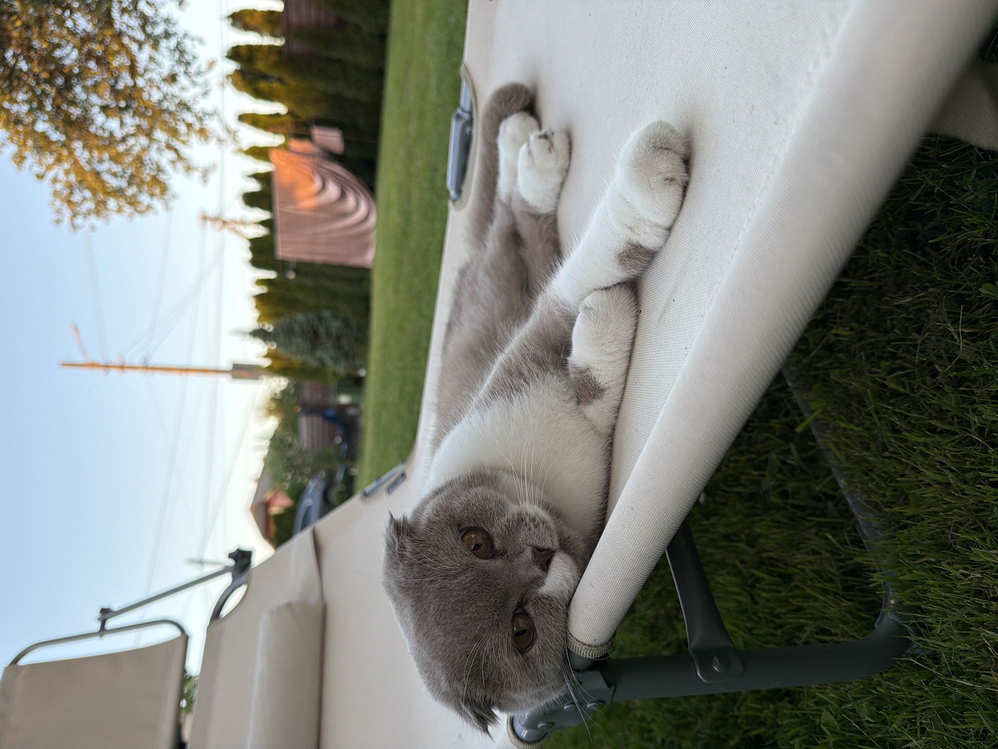 A Scottish Fold cat with grey and white fur is lying on a beige chaise lounge outdoors. The cat's head is resting on the edge of the chaise lounge, and its eyes are open, looking towards the viewer. The cat's paws are visible, with white fur and some grey markings. In the background, there is a green lawn, a fence, and trees. The sky is clear and blue. The image appears to be taken in the city of Uhornyky, Ukraine, based on the information provided.