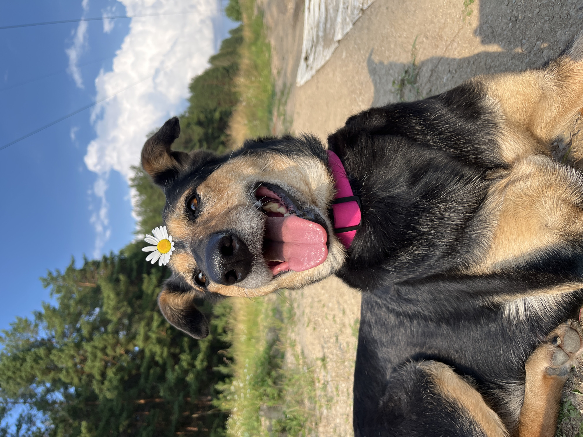 A medium-sized dog with black and tan fur lies on a sandy path outdoors. A white daisy is balanced on the top of its head. The dog is wearing a bright pink collar. Its mouth is open, and its pink tongue is visible, suggesting it is panting or happy. The background consists of a dirt path to the right and a grassy area with trees and a blue sky with white clouds to the left and behind. The lighting suggests it is daytime, likely afternoon, with sunlight casting shadows. The location is not specified as Nizhny Tagil, Russia.