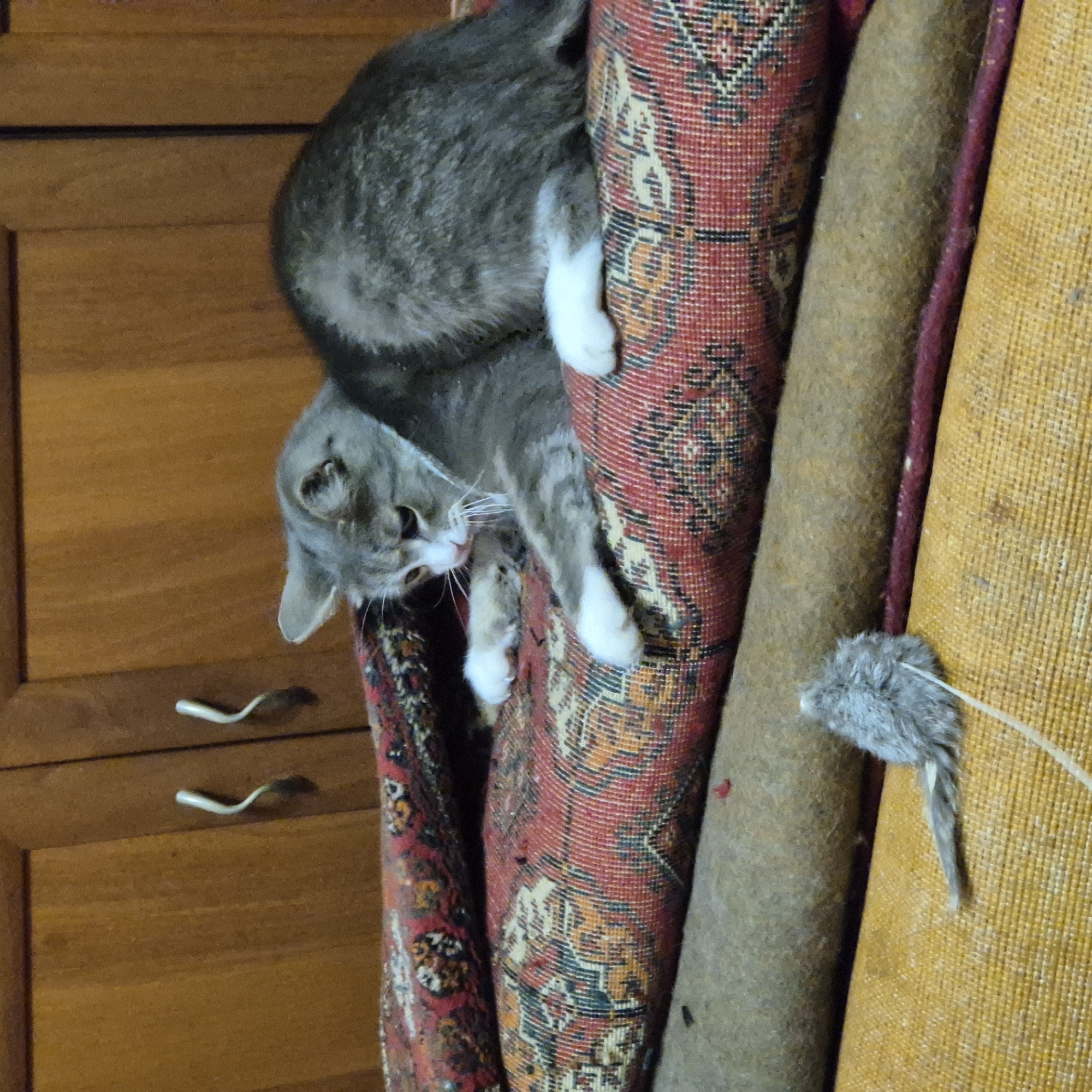 A grey and white tabby cat is lying on a stack of rolled-up rugs, with its head turned to the left, looking at a toy mouse. The cat's paws are white. The toy mouse is grey and furry, with a long tail, and is lying on a yellow rug in the foreground. The rugs are stacked on top of each other, with the cat on the top rug, which has a red and black patterned design. In the background, there is a wooden cabinet with two handles. The lighting is dim. This image is not located in the city of Liski, Russia.