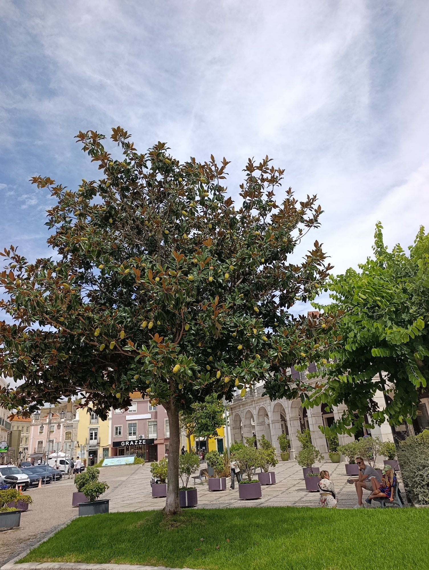 In the city of Setúbal, Portugal, a magnolia tree with green and brown leaves and yellow seed pods stands prominently in the foreground. Behind it, a paved plaza features several people sitting on a bench, including a man in a grey shirt and shorts, a woman in a patterned dress, and a child in a colourful outfit. Other individuals are visible walking in the background. The plaza is lined with buildings featuring arcades and shops, including one labeled "GRAZZE". Cars are parked along a street to the left of the plaza. The scene is set against a backdrop of a cloudy blue sky.