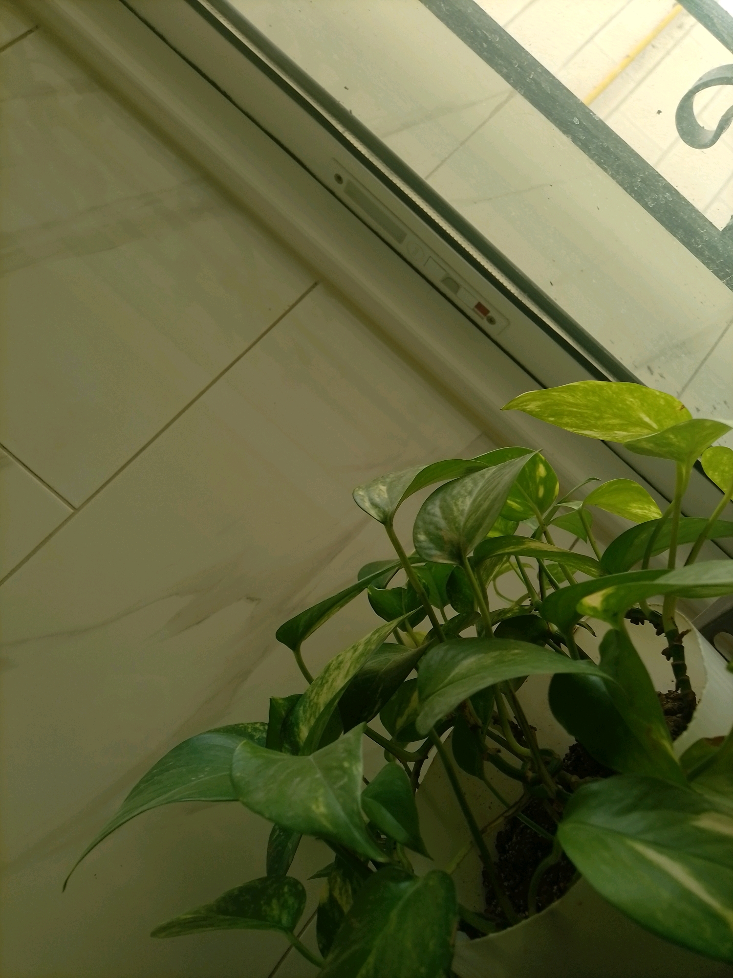 The image shows a close-up of a potted green plant with large, heart-shaped leaves with yellow variegation. The plant is placed near a window. The wall behind the plant appears to be tiled with large, light-colored tiles. The window frame is visible, and beyond the window, a blurry outdoor scene can be seen, including what looks like a yellow line on a surface, possibly a road or a building. The overall lighting suggests an indoor setting. The specific location in Amman, Jordan, cannot be determined from the visual information provided.
