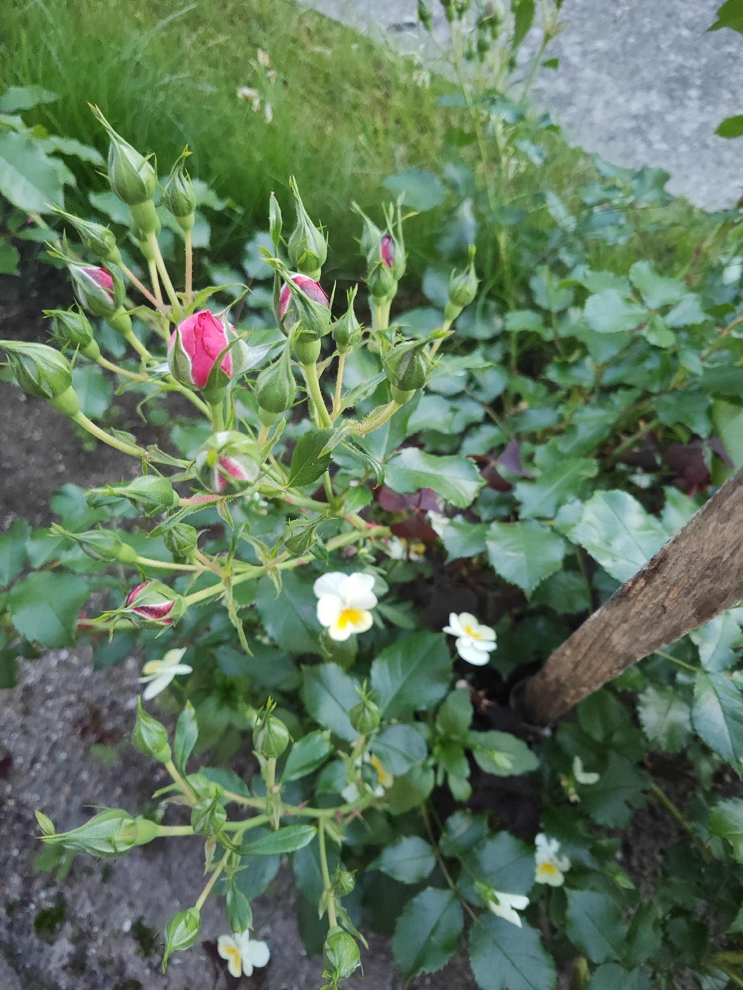 Memory