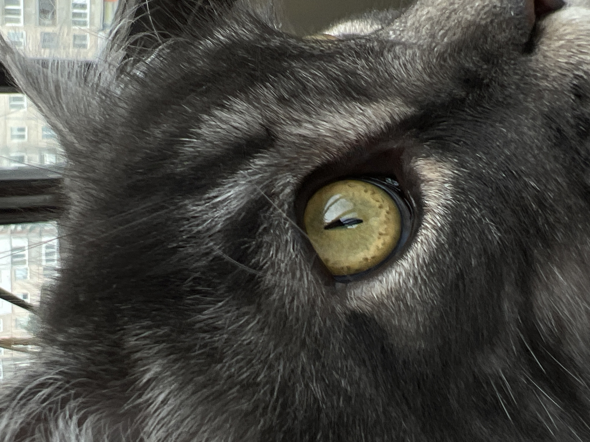 The image presents a close-up, profile view of the right side of a domestic cat's head. The cat possesses dense, dark grey fur with visible lighter grey and silver strands, particularly around the eye and ear. The right eye is prominent, displaying an amber-yellow iris with a vertical, slit pupil. Within the eye, reflections are visible, indicating an external light source and architectural elements consistent with a window and building facade. The tip of the cat's right ear, characterized by longer, lighter hairs, is visible at the top right. The background, rendered out of focus, reveals an exterior scene through a window, showing multiple light-colored, multi-story residential buildings with numerous rectangular windows, consistent with an urban environment in the city of Ternopil, Ukraine. The scene is illuminated by ambient daylight. No human subjects or direct interactions are depicted.