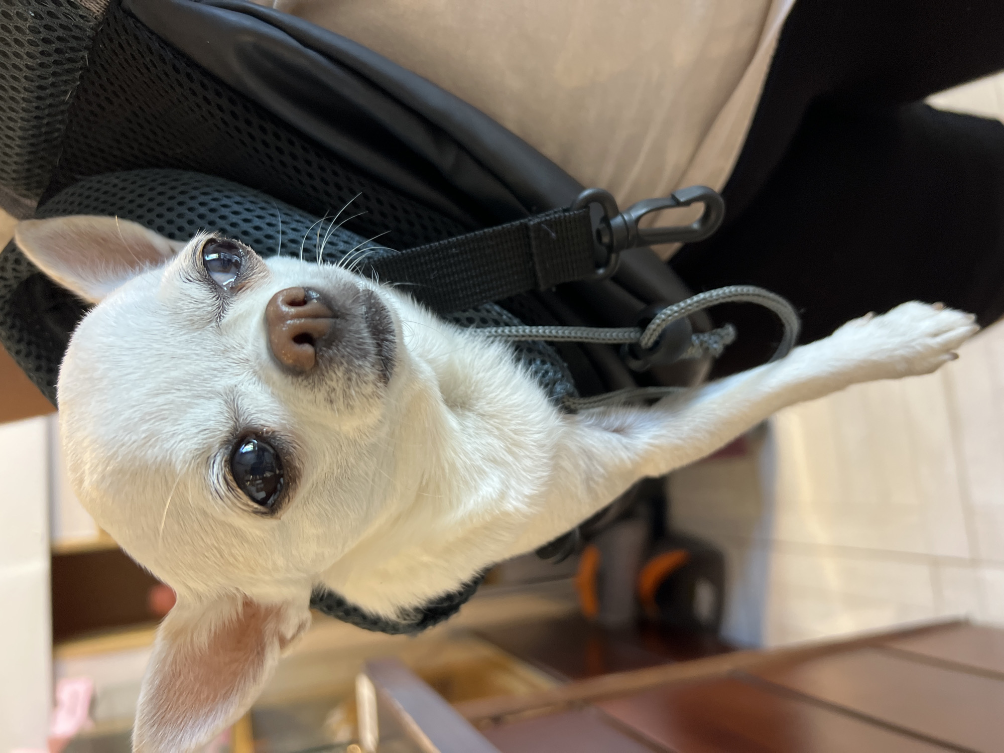 A close-up, eye-level shot captures a white Chihuahua dog peeking out of a black backpack. The dog's head and front legs are visible, with one foreleg dangling down. The dog has large, dark eyes, a small brown nose, and prominent ears. The backpack has a mesh texture and black straps. The background is blurred, showing hints of a wooden surface and cabinetry, suggesting an indoor setting. The dog appears alert and is looking slightly to the right of the camera. There are no discernible elements that indicate a location in Fontanka, Ukraine.