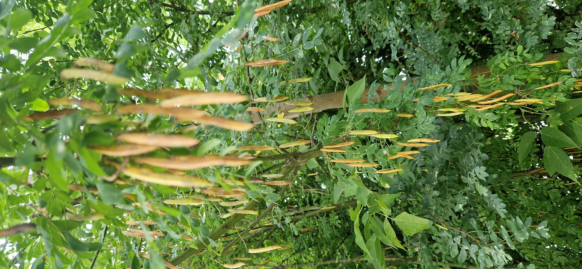 The image shows a tree with numerous long, slender seed pods hanging from its branches. The seed pods are a pale yellow to light brown color. The tree has abundant green foliage. The background is filled with more trees and greenery, suggesting an outdoor setting in a natural or park-like environment. The scene is framed from a medium shot, looking up into the canopy of the tree. The lighting suggests it is daytime, with some dappled light filtering through the leaves. The image does not contain any people or any visible indicators of a specific location within Miass, Russia.