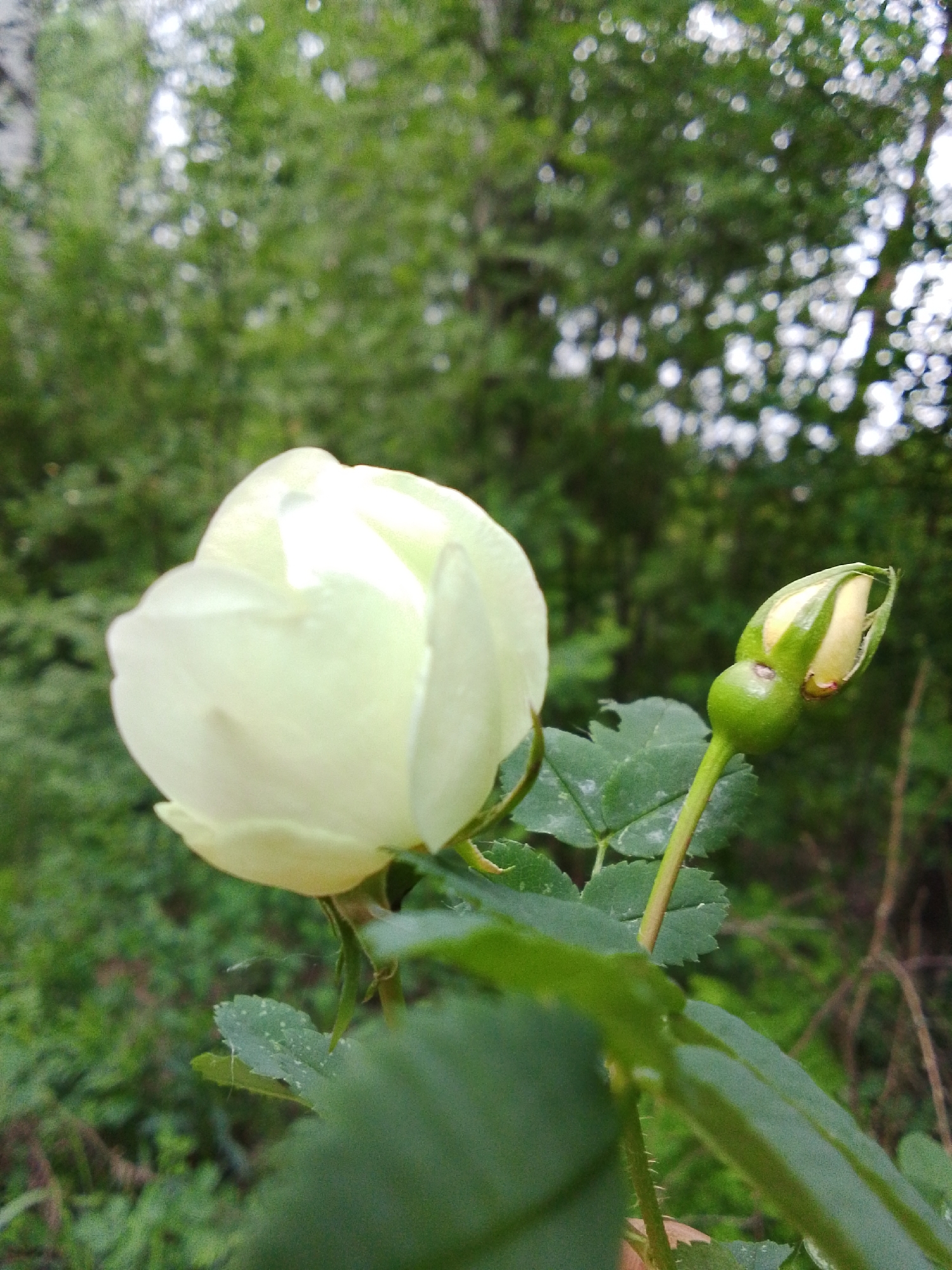 A close-up shot shows a nearly bloomed white rose and a rosebud in a garden or natural setting. The background is blurred with green foliage. Details on the leaves of the rose plant are visible, including small white spots. The image lacks any information regarding the location in the city of Unknown, Unknown.