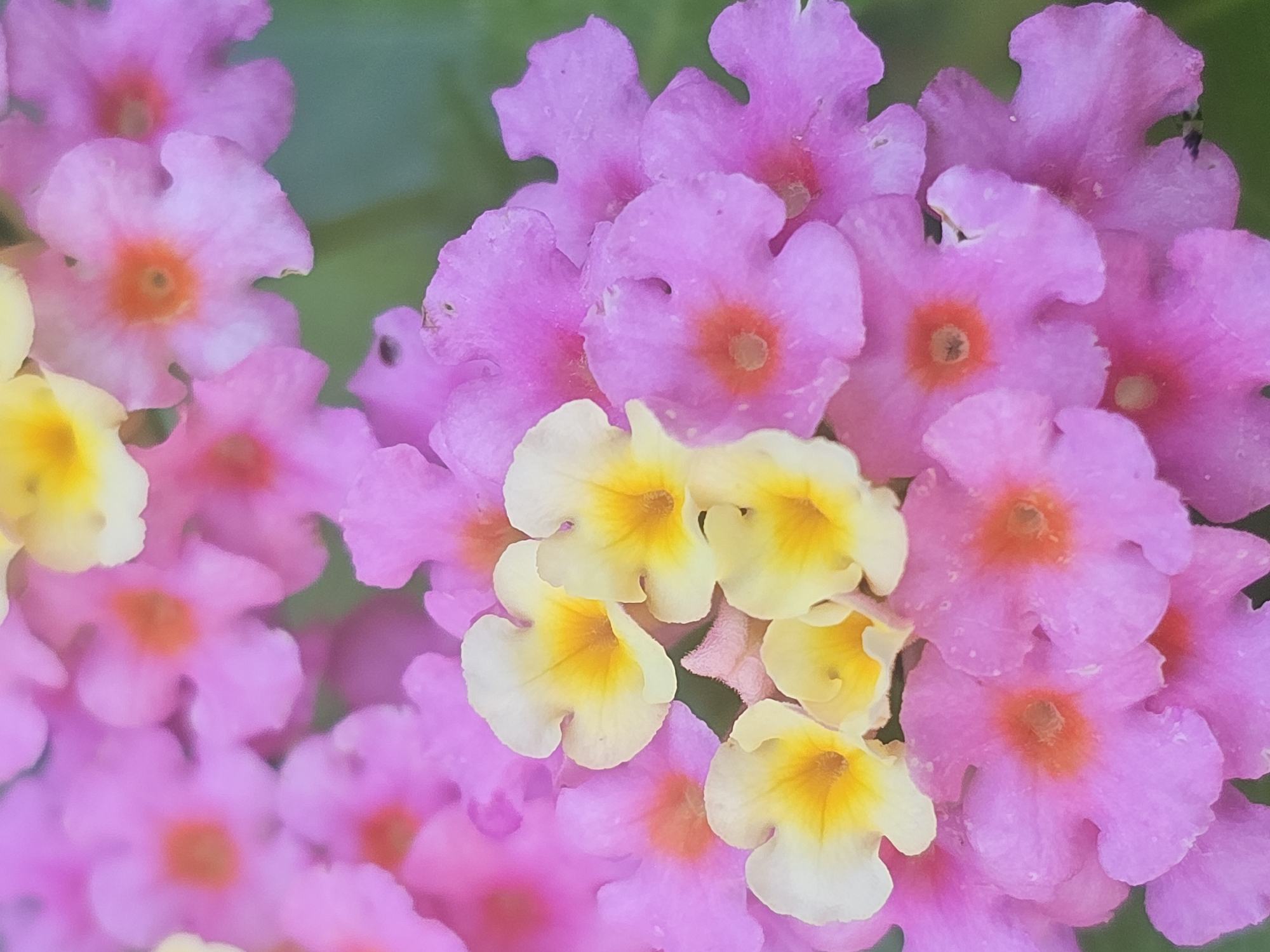 A close-up photograph captures a cluster of small, vibrant flowers, with a predominant focus on pink and yellow hues. The flowers are densely packed, creating a soft, slightly blurred effect that emphasizes their delicate texture and rounded petals. Some of the yellow flowers feature a deeper yellow or orange center, while the pink flowers have a contrasting reddish-orange center. The background consists of out-of-focus green foliage, suggesting an outdoor setting. The image is static, with no discernible action or interaction taking place. The lighting appears to be natural, casting soft shadows and highlighting the glossy surface of some petals. There are no people or animals visible in the frame. The image quality is slightly grainy, which contributes to the overall impression of a natural, unposed shot. The scene appears to be a typical garden or natural landscape setting.