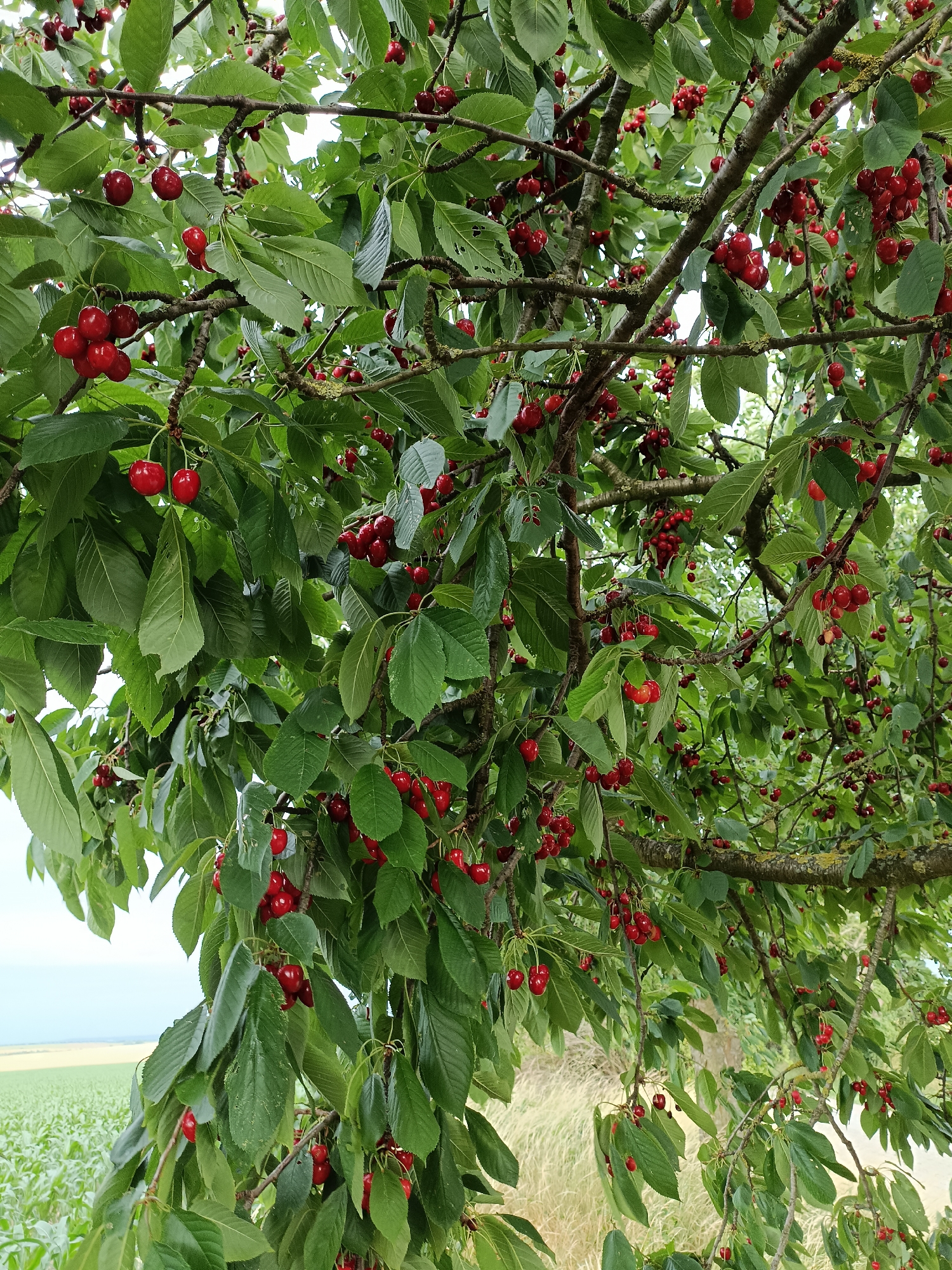 The image shows a close-up of a cherry tree laden with ripe, red cherries. The cherries hang in clusters from branches, some with stems and others without. The leaves of the tree are a vibrant green, providing a lush backdrop. In the background, a field of crops and a hazy sky are visible, suggesting an outdoor, rural setting. The lighting indicates it is daytime, likely sunny, as the cherries appear bright and well-lit. There is no text visible in the image. The scene evokes a feeling of abundance and the harvest season, with the cherries appearing ready for picking. The location context suggests this scene is in Gartz (Oder), Germany, likely during the summer when cherries are in season.