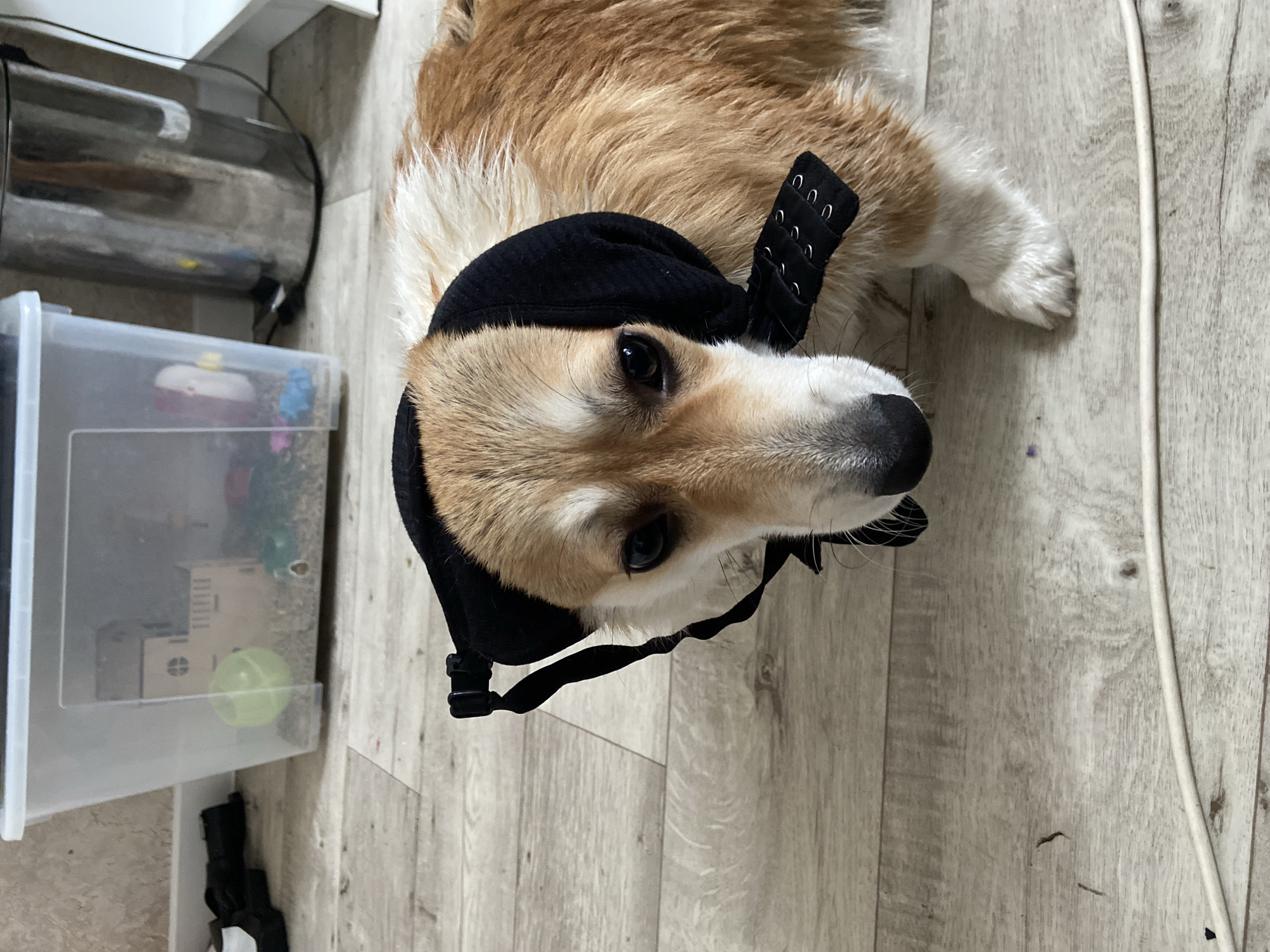 An indoor, eye-level photograph features a tan and white corgi dog lying on a light wood-effect floor. The dog is adorned with a black fabric cap or snood, covering its head and ears, and secured with visible adjustable hooks and loops on the side. Its dark eyes are open and directed upwards, making direct eye contact with the viewer.
To the left of the dog, a clear plastic storage bin contains small cardboard structures, possibly a pet house or toy, and a bright green ball. Behind the bin, a metallic, reflective, cylindrical object, possibly an appliance or heater, is partially visible. A white cable runs along the floor to the right of the dog. The lighting is consistent with an indoor, daytime setting. The floor exhibits a few small, dark specks. No text is visible in the image. The scene is located in Chaikovsky, Russia.