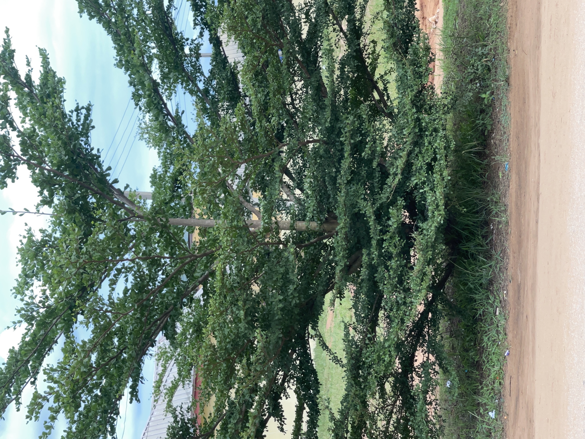 The image shows a tree with dense green foliage, situated on a dirt road in Abraka, Nigeria. The sky is visible through the branches, revealing power lines. To the right of the tree is a strip of grassy vegetation bordering the road. A building is partially visible behind the tree, with a section of its roof exposed. The overall environment appears rural or semi-rural.