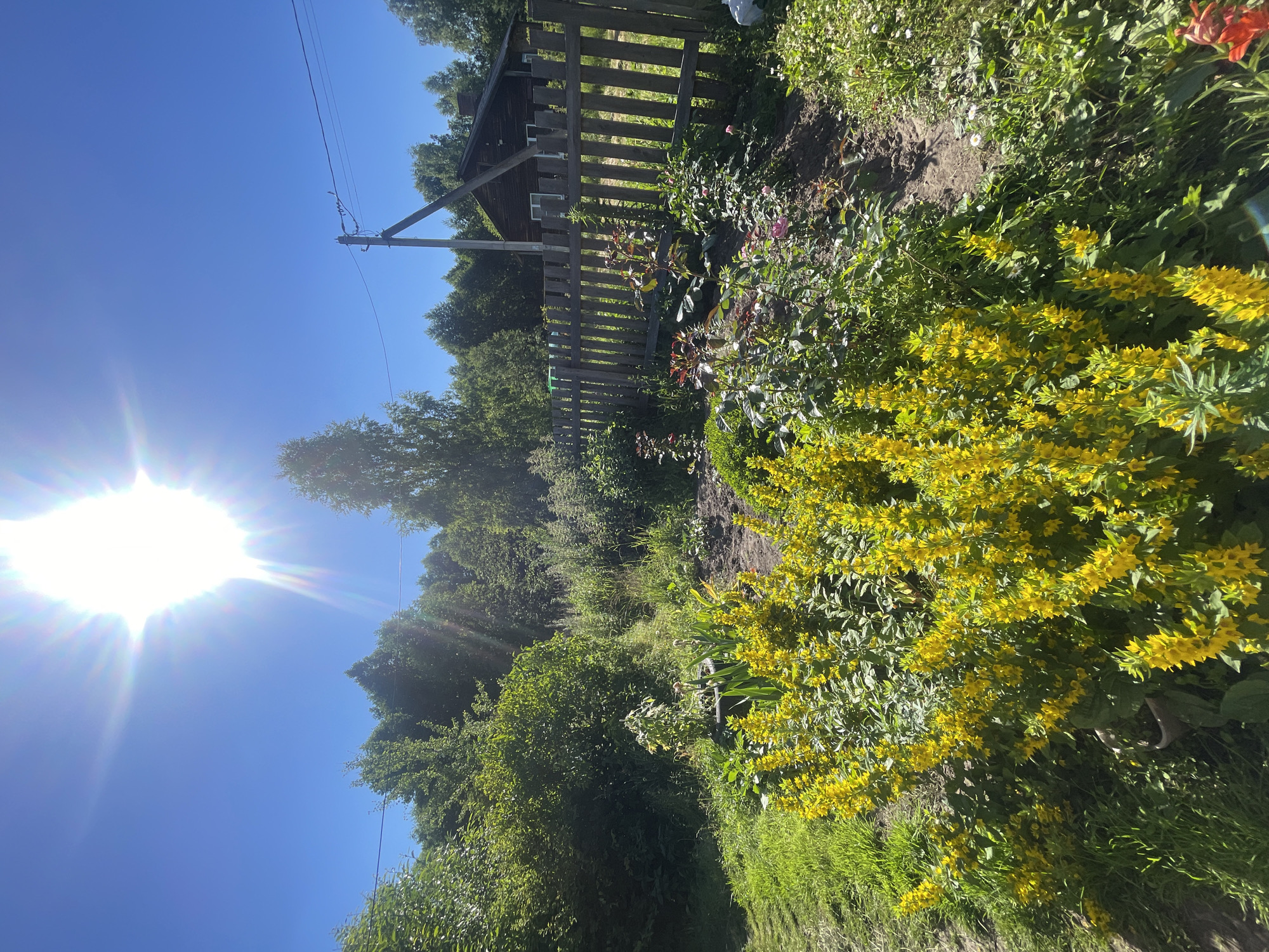 The image depicts a sun-drenched backyard scene, likely in Заречный, Russia, on a clear day. The foreground is dominated by a vibrant cluster of yellow flowers, possibly Lysimachia. To the right, a wooden picket fence encloses a garden area with various plants, including roses with pink and red blooms, and other green foliage. Behind the fence, a rustic wooden house with a chimney is visible, partially obscured by trees. A utility pole with wires stands to the left of the house. Lush green trees and vegetation form a backdrop, extending to the horizon. The bright sun, positioned high in the clear blue sky, casts a strong glare and creates lens flare effects, indicating it's midday. The overall impression is one of a rural or semi-rural residential setting in summer.