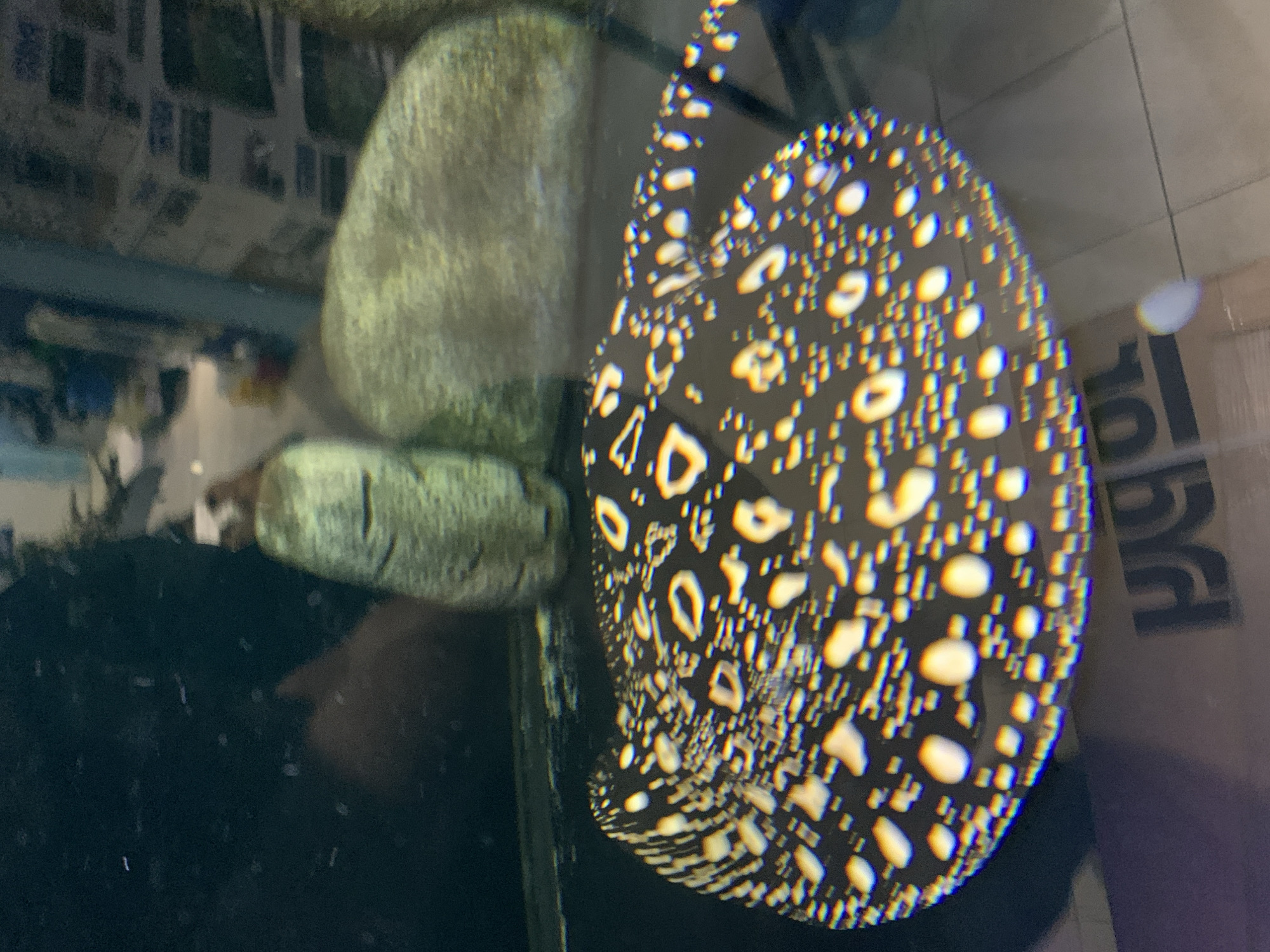 The image shows a black stingray with white spots in an aquarium. Two light-colored rocks are in the background. The location is not discernible from the image.