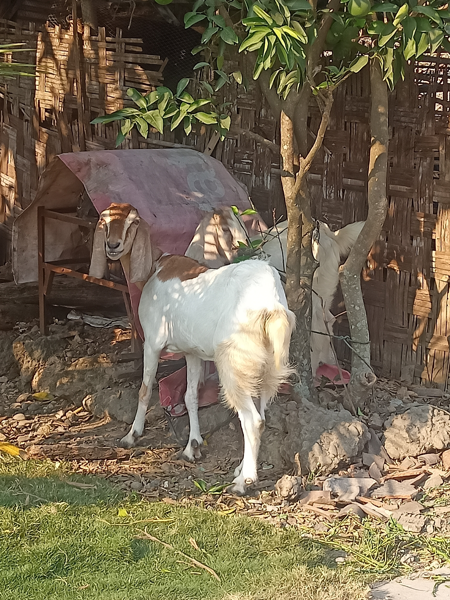 In the village of Karangtalun, Indonesia, a scene unfolds depicting several goats near a woven bamboo wall. In the foreground, a white goat with brown markings stands facing away from the camera, its tail raised. To its left, another goat with a brown head and long ears is visible, its mouth open as if speaking. In the background, a third goat, mostly white, is partially obscured by a tree. The environment consists of dry ground with scattered leaves and rocks, and a patch of green grass in the lower left corner. A makeshift shelter with a reddish cover is also present. Sunlight casts shadows on the bamboo wall, indicating it is likely late afternoon.