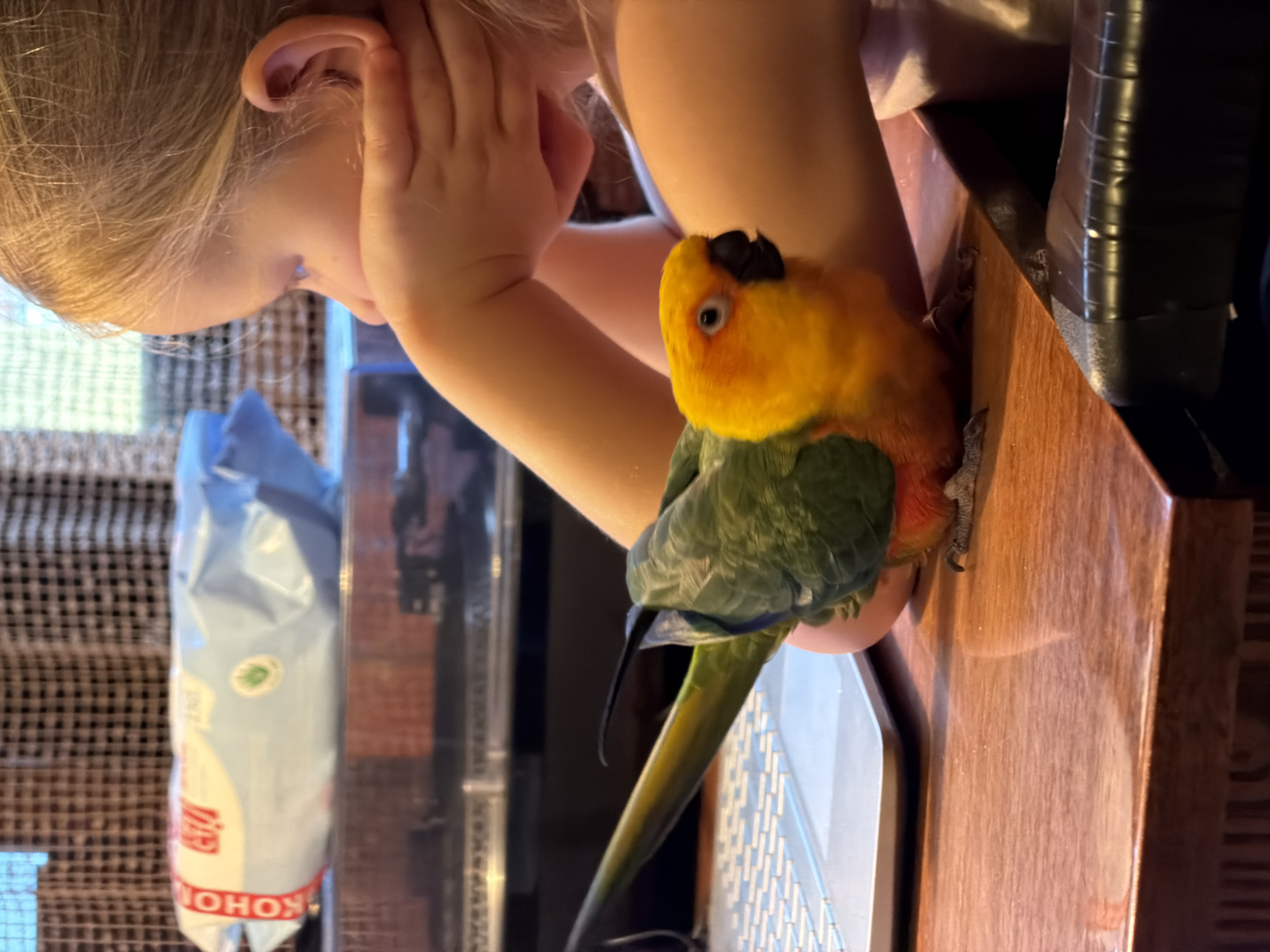 A close-up, angled indoor shot features a young child with blonde hair partially visible on the left, face turned away, hand near their ear. Next to the child is a colorful parrot, primarily yellow on its head and upper body, transitioning to green and red on its wings and tail. The parrot is perched on a wooden surface, seemingly interacting with the child's arm. In the background, a bag with the word "KOHOH" is partially visible, and what appears to be a computer keyboard and other electronics are present. The location is not discernible from this image.