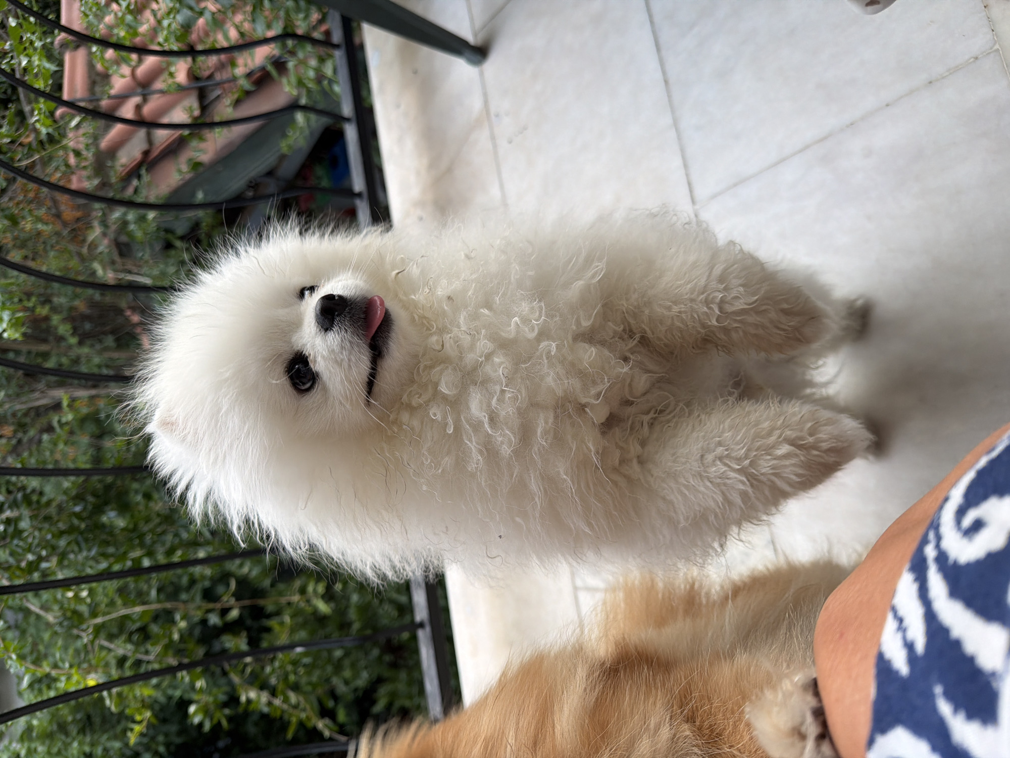 A fluffy white Pomeranian dog stands on its hind legs on a tiled balcony in Marmaris, Turkey. The dog is facing to the right, with its tongue slightly sticking out. Behind the dog, a black metal railing separates the balcony from lush green foliage. Further in the background, terracotta roof tiles are visible. To the left of the white Pomeranian, another dog with reddish-brown fur is partially visible, resting its paw on a person's lap, which is covered with blue and white patterned fabric. The lighting suggests it is daytime.
