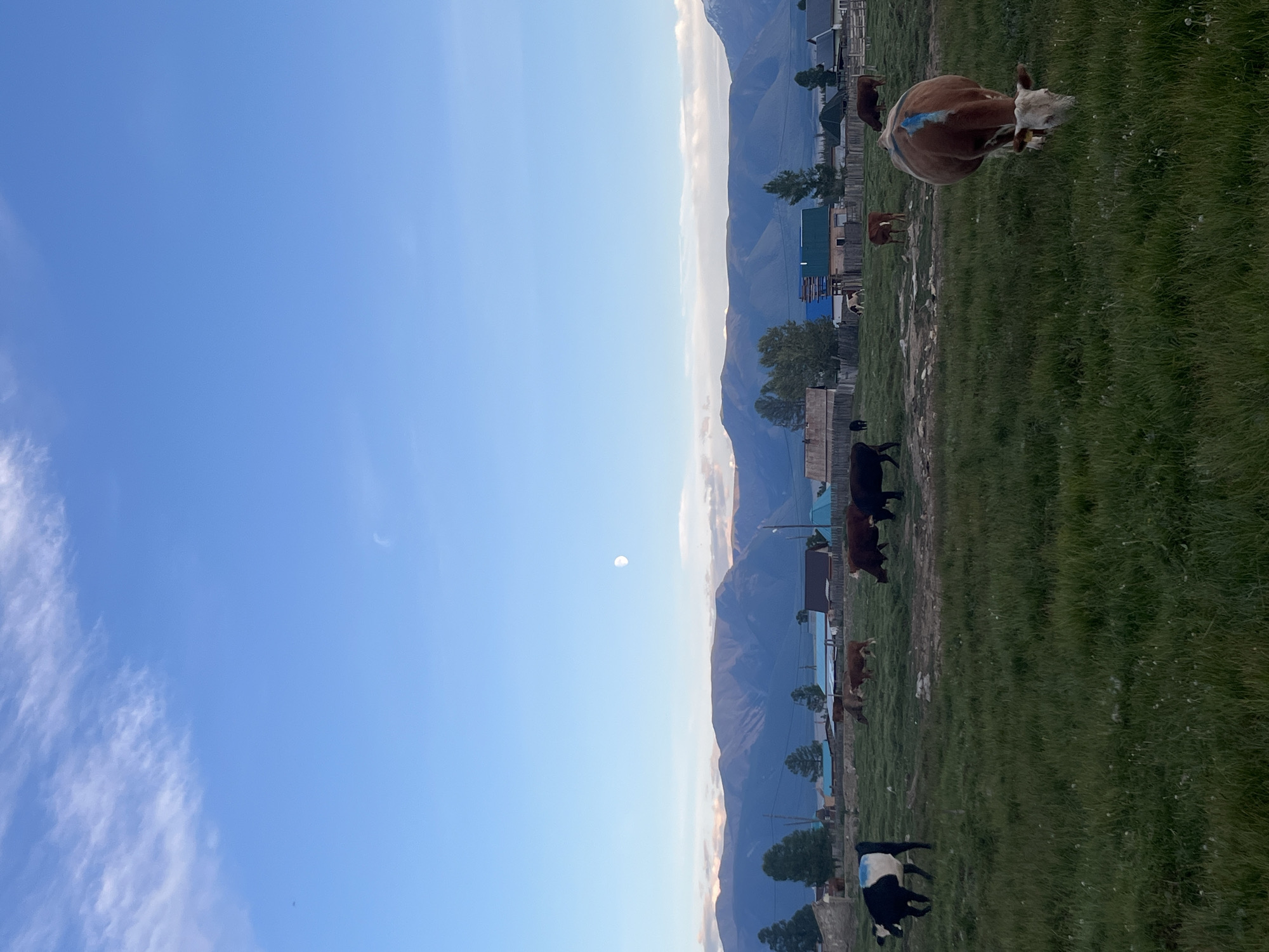 The image depicts a rural village scene in Kyzyl-Tash, Russia, under a pale blue sky with scattered clouds and a visible moon. In the foreground, a grassy field is populated by several cows. One cow in the immediate foreground is a light brown and white color, facing down and grazing, with a blue marking on its back. Other cows are scattered throughout the field, some grazing and others standing. Behind the field, a cluster of houses with wooden fences and various colored roofs forms the village. Tall, distant mountains form the backdrop, their peaks softened by the atmospheric haze. The overall impression is one of a peaceful, natural setting at dusk or dawn.