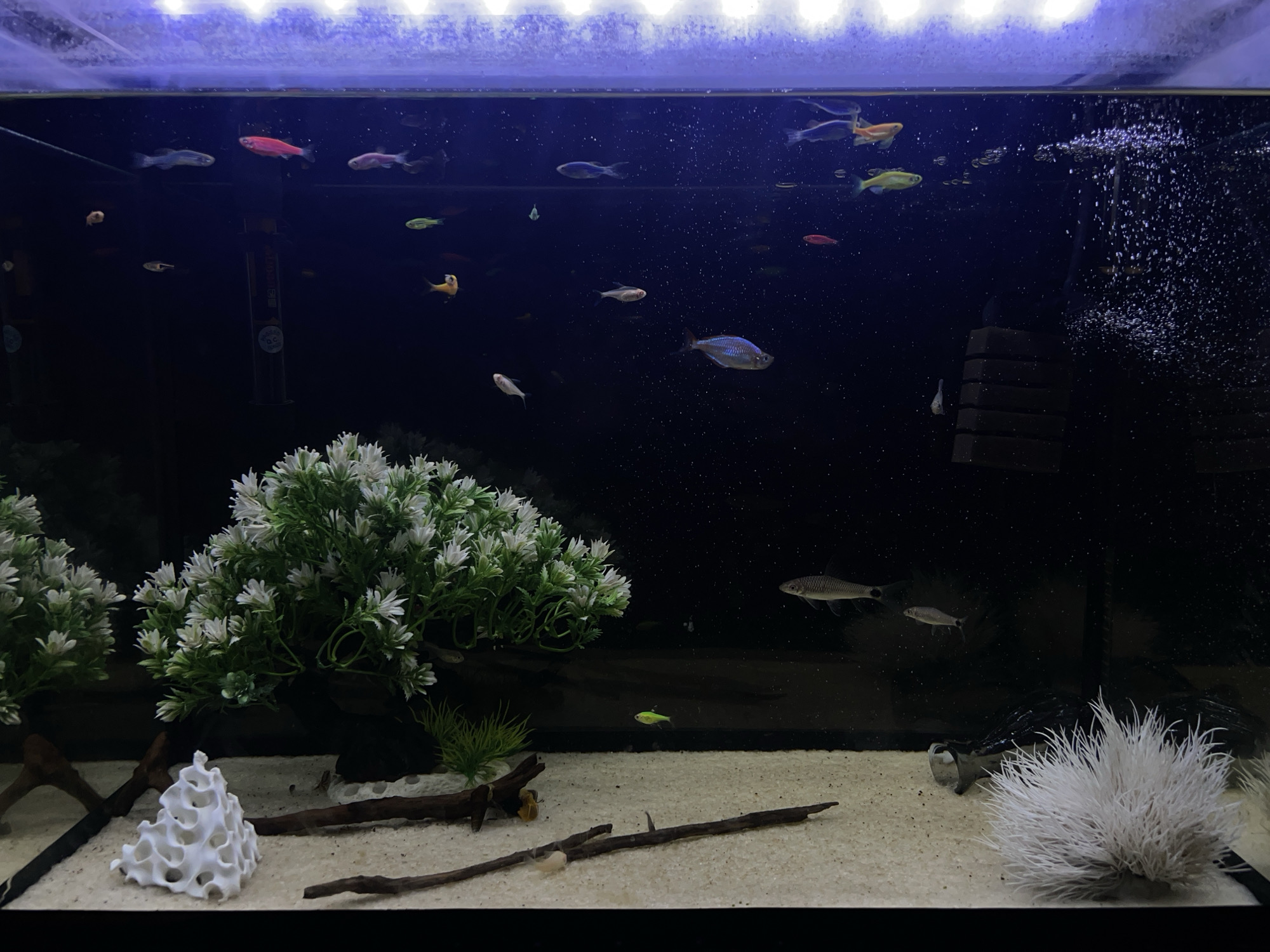 This image captures an illuminated freshwater aquarium in Фролы, Russia, filled with various fish and artificial decor. The tank features a dark background, making the brightly colored fish and top lighting stand out. A long, bright light source along the top edge of the tank casts strong reflections and glare on the water surface, illuminating the tank from above.
The aquarium contains numerous fish, many of which appear to be GloFish varieties (genetically modified fluorescent fish) in vibrant pink, green, orange, blue, and purple hues. Several natural-colored silver and grey fish, possibly Danios or similar species, are also visible, including a larger specimen with iridescent scales in the lower mid-left. The fish are actively swimming throughout the tank, occupying different depths.
The tank's substrate is a light-colored sand. Decorations include two large clusters of artificial plants with white flowers and green foliage on the left side, and a smaller patch of green artificial grass in the mid-foreground. A white, intricate, coral-like or porous ceramic ornament rests on the sand in the left foreground. Several pieces of dark driftwood or branches are scattered across the bottom. On the right, a fluffy, white artificial plant resembles a sea anemone.
Visible equipment includes a dark, vertical cylinder, likely an automatic DC heater, positioned centrally in the upper mid-ground, with partial white text "D.C. HEATER" and "AUTOMATIC" visible on its side. On the right side of the tank, a filter outflow creates a dynamic stream of bubbles, indicating aeration and water circulation. The overall impression is a lively and well-decorated aquatic environment.