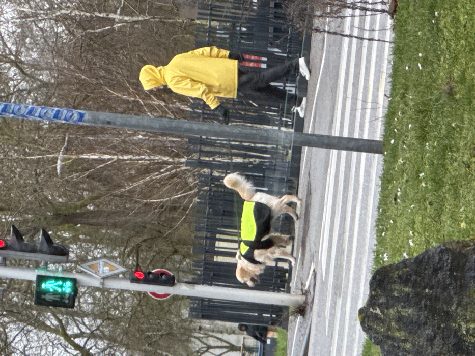 An outdoor scene in Oberhausbergen, France, depicts a street crossing area. A person wearing a bright yellow hooded raincoat, black pants, and white sneakers walks from right to left across a paved surface adjacent to a marked pedestrian crosswalk. To their left, a light-colored dog wearing a black and neon yellow high-visibility vest walks in the same direction, positioned on the crosswalk stripes.
In the mid-ground, a dark metal fence runs horizontally. Behind the fence on the left, a partially obscured figure in a dark hooded garment is visible. Two grey utility poles are present; the central one features a vertical three-section traffic light with the top red light illuminated, and below it, a square pedestrian traffic light displaying a green "walk" signal. Further down this pole, another vertical two-section traffic light also shows a red light. A yellow diamond-shaped sign and a circular red sign are affixed to the poles.
The background consists of numerous deciduous trees with bare branches. The foreground features a grassy area with small white flowers and a large dark, irregularly shaped rock in the lower left corner.
