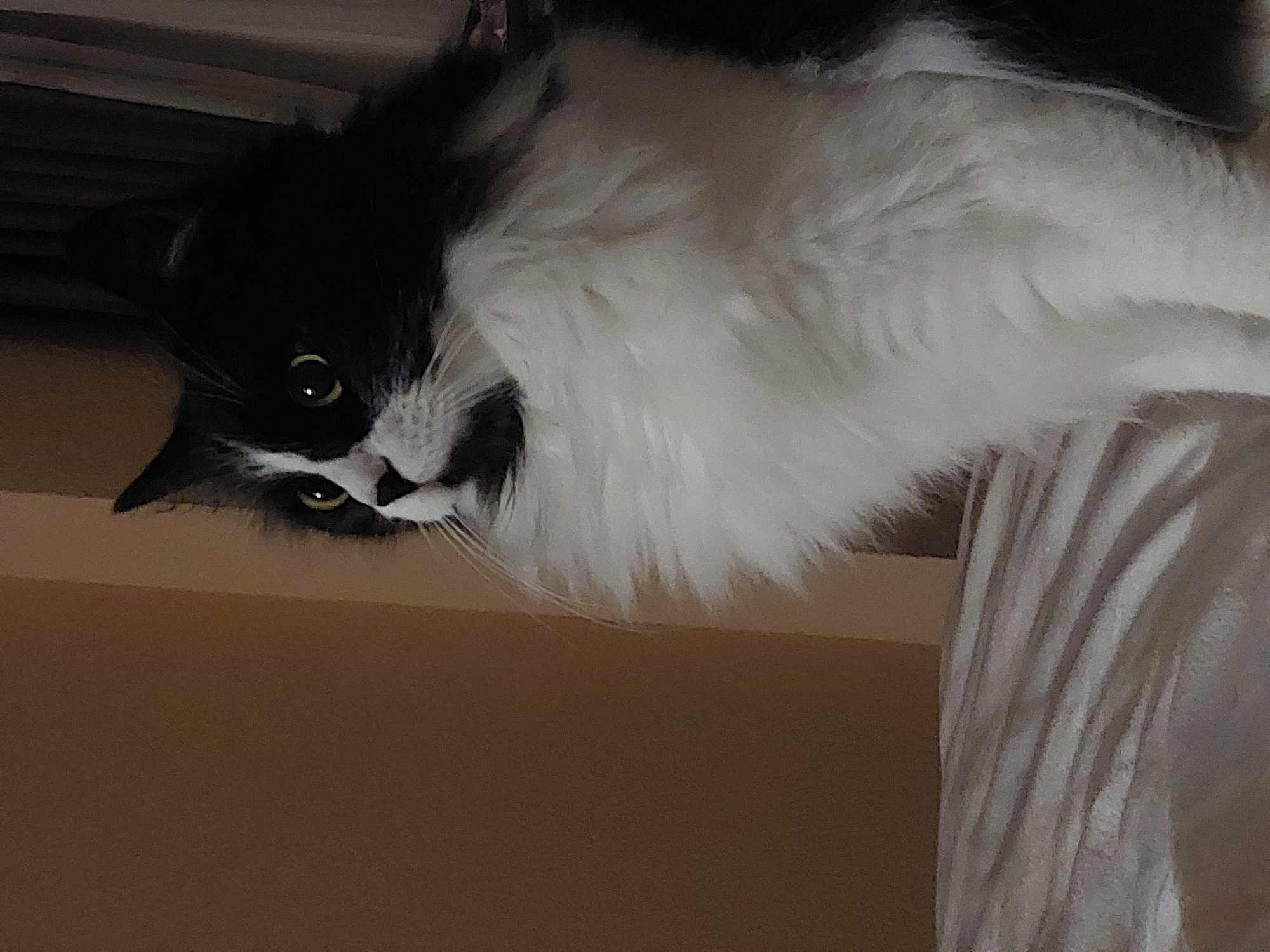 The image shows a long-haired black and white cat looking down at the camera. The cat is positioned upside down in the frame. The background includes what appears to be a light brown wall and draped white fabric. There is no indication of the location being Plovdiv, Bulgaria, or any identifiable city details.