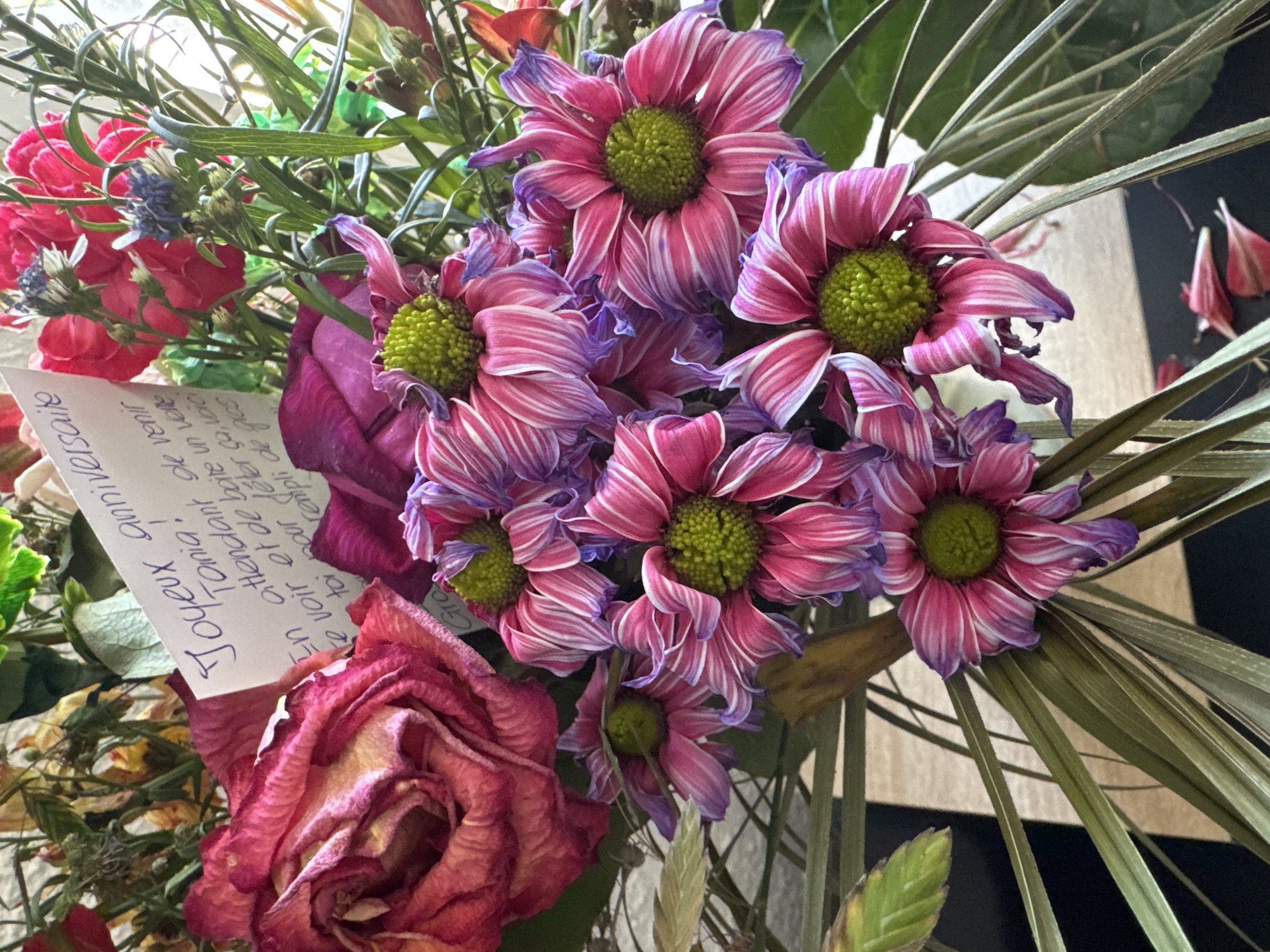 A close-up, eye-level shot captures a bouquet of flowers, likely a birthday arrangement. The flowers are predominantly pink and purple, with some red and green accents. In the foreground, several daisy-like flowers with ruffled petals and bright green centers are prominent. Behind them, a large, wilted red rose with dark pink edges is visible. A small, handwritten card with blue ink is tucked amongst the flowers, reading "Joyeux anniversaire Tonia ! En attendant de venir te voir et de boire un verre, je te félicite de gros..." The background is blurred, but appears to show a patterned surface, possibly a table or wall, with dark and light stripes. The scene suggests a domestic setting, likely within a home or private residence in Porrentruy, Switzerland, given the context provided. There are no people visible in the image.