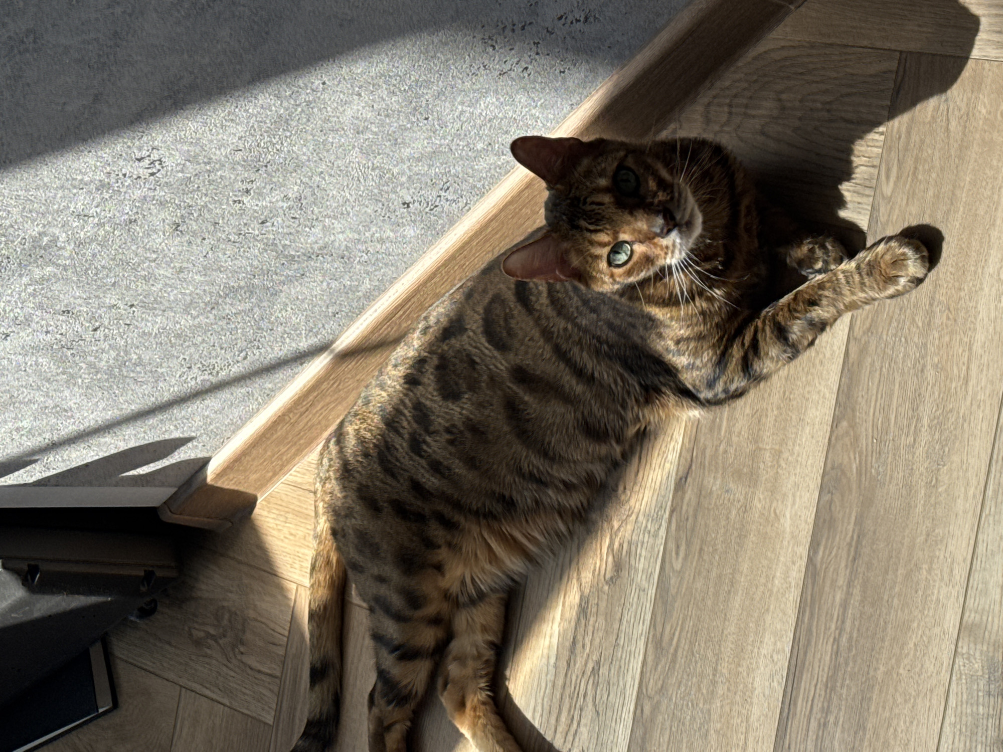 A Bengal cat lies on a wood floor, partially illuminated by sunlight. The cat's head is turned toward the camera, revealing its green eyes and striped coat. A section of gray carpet is visible in the background, adjacent to the wood floor. There is an unidentified object with a dark corner in the lower-left. The scene appears to be indoors.