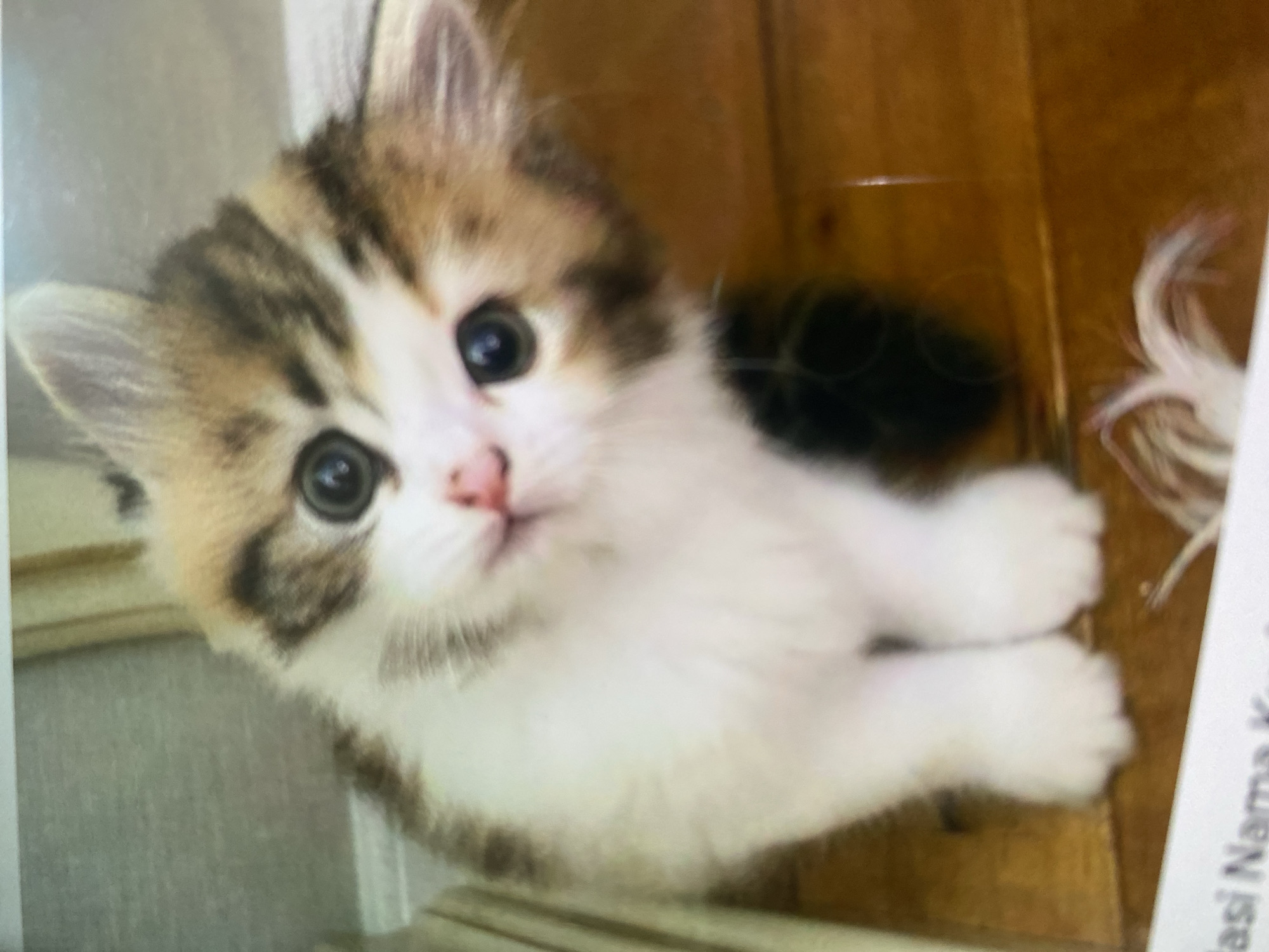 A fluffy kitten with patches of brown and white fur and large, dark eyes tilts its head. The kitten is positioned on a wooden surface, likely a floor or table, with a light-colored wall or cabinet in the background. The overall scene appears to be indoors, in a domestic setting. The image does not contain any information that would allow for localization to a specific city, let alone Ta', Indonesia.