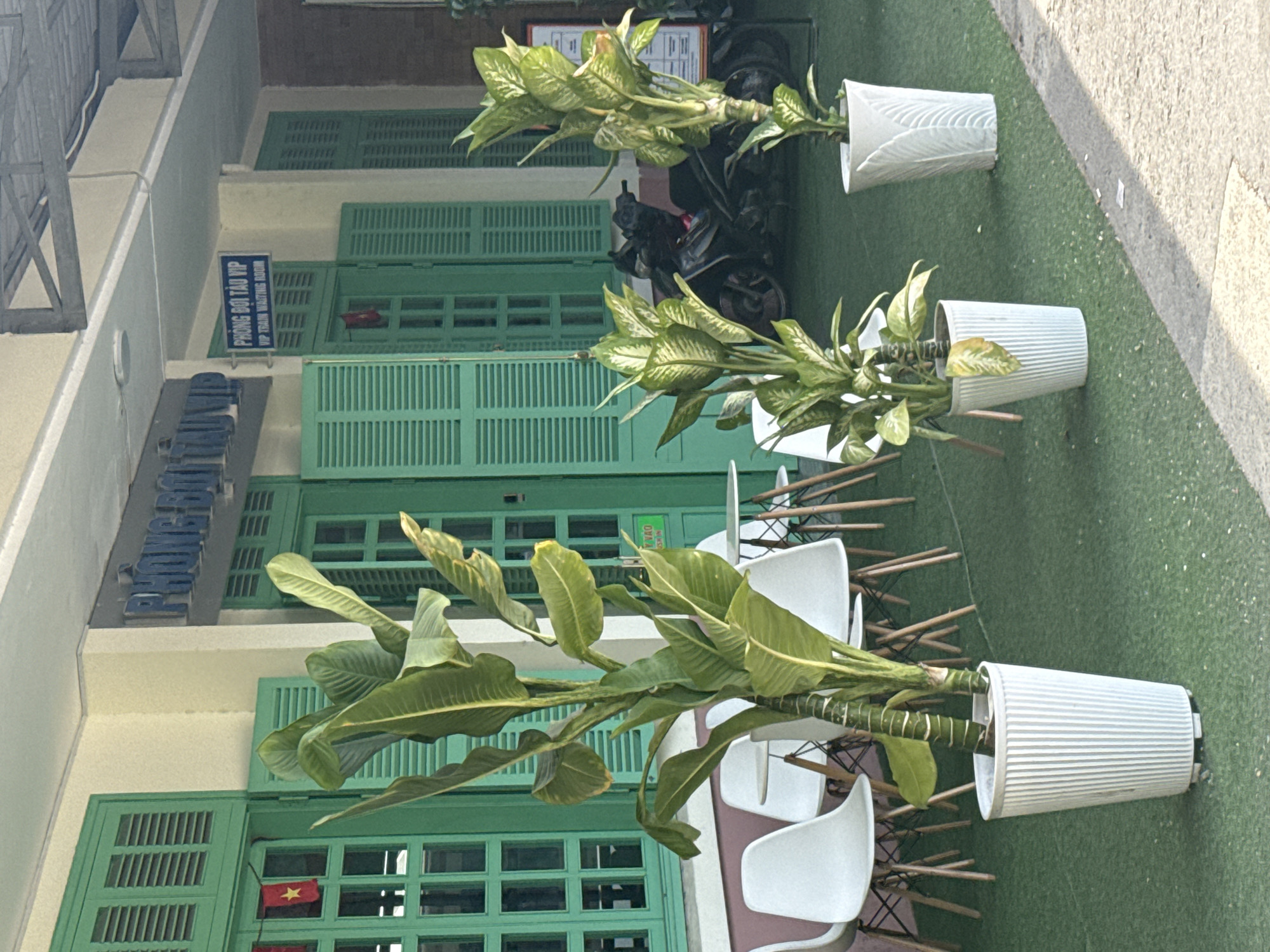 The image shows an outdoor seating area in front of a building with green louvered windows. The building has a sign that reads "PHÒNG ĐỢI TÀU VIP VIP TRAIN WAITING ROOM". In the foreground, there are several potted plants, including a large banana-like plant and two smaller potted plants with patterned leaves. White chairs and small tables are arranged on a green artificial turf surface. In the background, a motorcycle is parked. The overall scene suggests a waiting area, possibly at a train station or transport hub, in Nha Trang, Vietnam.