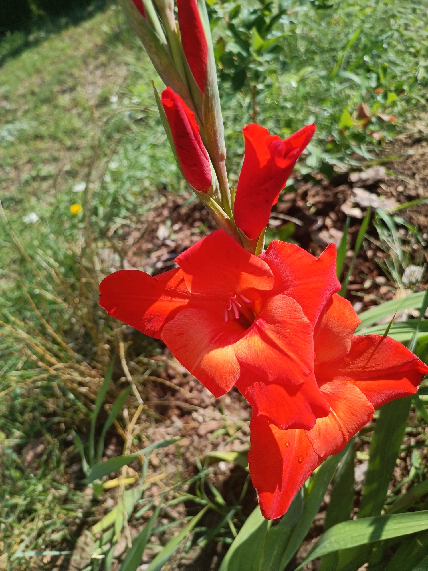 The image shows a close-up of a bright red gladiolus flower with two buds, set against a blurred background of greenery and soil. The flower is in focus, with water droplets visible on its petals. The scene appears to be outdoors, likely in a garden or natural setting. There are no people or animals visible. The lighting suggests it is daytime. The location is identified as Тэльмінскі сельскі Савет, Belarus.
