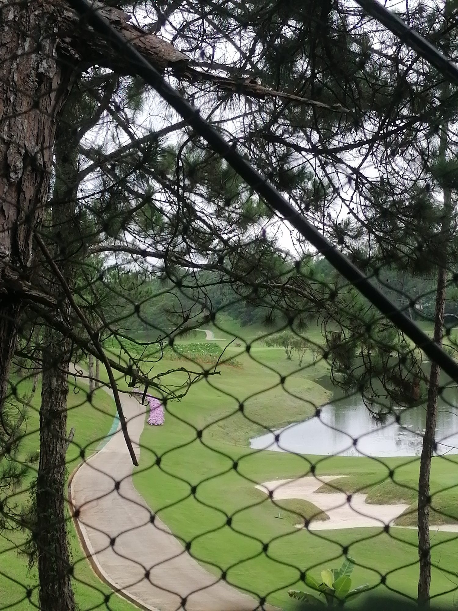 The image presents a serene landscape view of a golf course, observed through a dark, diamond-patterned mesh net or fence that covers the entire frame. In the foreground, the rough, bark-covered trunks and branches of pine trees are prominent on the left and top, partially obscuring the view and creating a natural frame. A thick, dark cable or branch also cuts diagonally across the upper right side.
Beyond the netting, the golf course features expansive, well-manicured green grass. A light-colored paved path gracefully curves through the course, leading into the distance. Alongside a section of the path, a vibrant patch of pink flowers adds a striking color contrast to the lush greenery. To the right, a calm body of water, possibly a pond or lake, reflects the soft, overcast sky. Nearby, sculpted white sand bunkers are visible, and a small white tee marker can be discerned on the green.
The background consists of rolling hills or mountains, densely covered with trees, suggesting a rich, forested environment. The sky is uniformly light gray and overcast, indicating a cloudy day with diffused lighting. No people or specific activities are visible, emphasizing the tranquility of the natural and cultivated landscape. This scene is characteristic of the scenic beauty and golf courses found in Phường Xuân Hương, Đà Lạt, Vietnam.