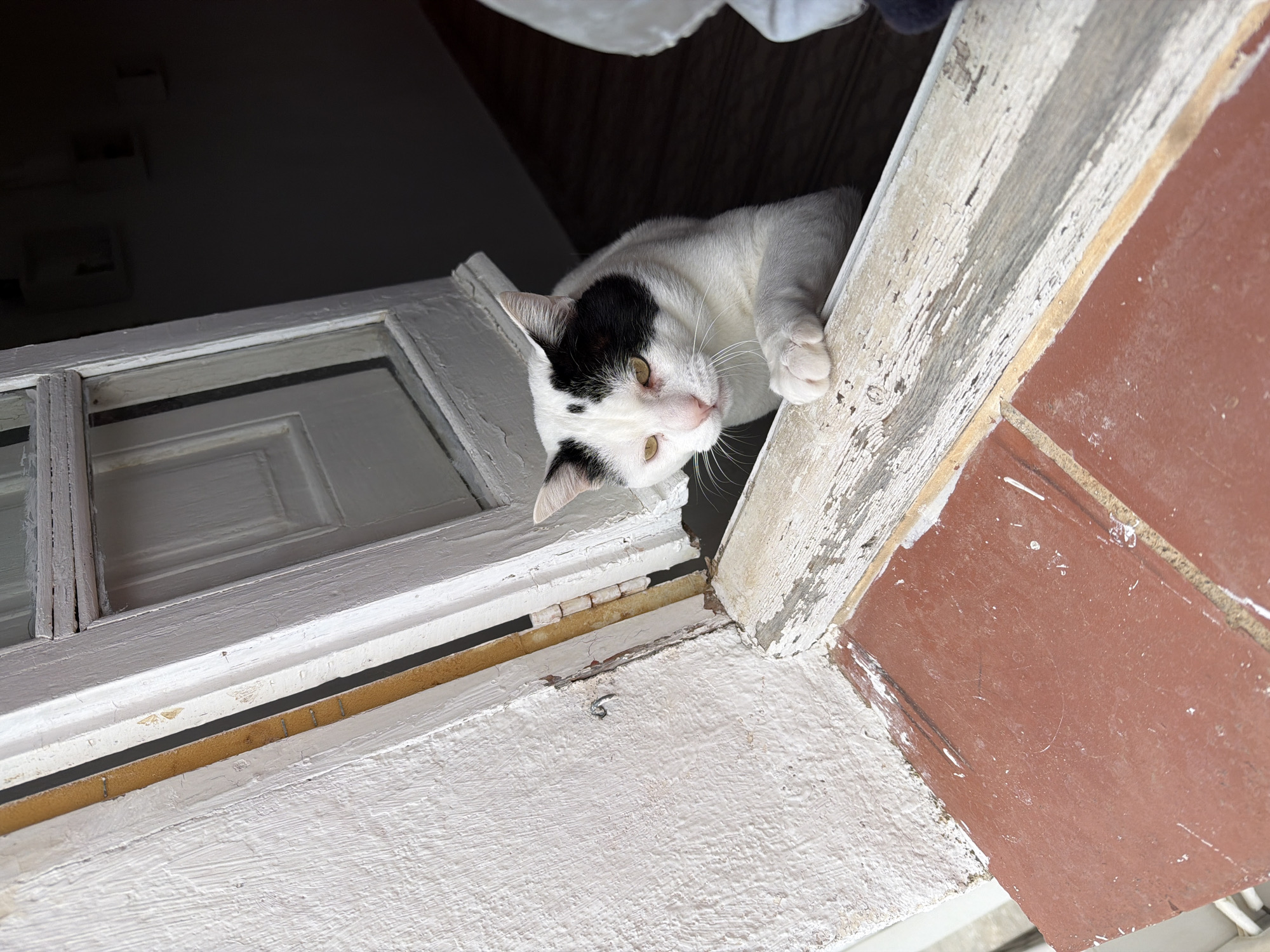 A white and black cat with yellow eyes leans out of a window frame. The frame is white with peeling paint, and the ledge beneath is painted white. To the right of the frame, there are reddish-brown tiles. The location is likely Sant Martí Sarroca, Spain, given the prompt's request. The scene depicts the cat looking down from the window, possibly interacting with something or someone outside. The indoor environment is dimly lit.