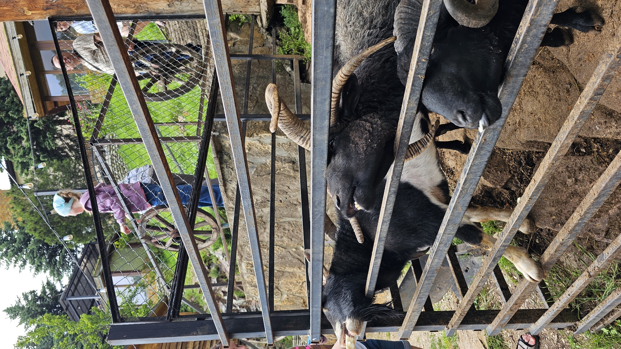 In the city of Krasnyy Kurgan, Russia, a young girl in a purple jacket and blue jeans is feeding goats. She is standing on an elevated platform, looking down at the goats through a metal fence. One goat, with black and white fur and prominent horns, is reaching out to take food from her. Another goat, with black fur and large curved horns, is also visible. In the background, two adults are standing on the same platform, and a wooden building with a red roof is visible. The environment appears to be an outdoor animal enclosure, possibly a petting zoo or farm.