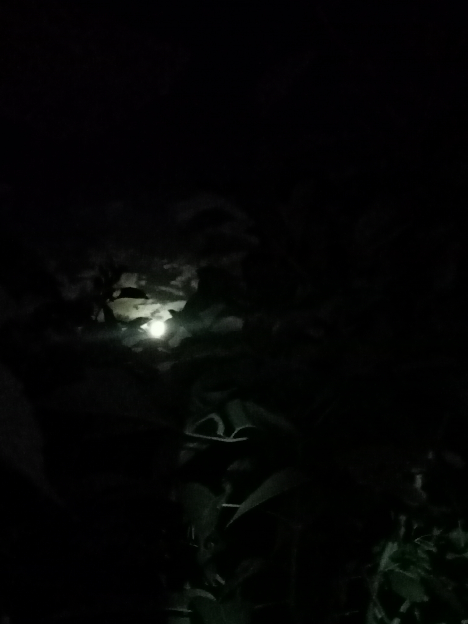 The image depicts a nighttime scene with a full moon visible through dark, cloudy skies. The moon is partially obscured by wispy clouds, creating a soft, ethereal glow. Surrounding the moon, the sky is a deep, inky black. In the foreground, silhouetted against the moonlight, are the dark shapes of foliage and possibly branches, suggesting a natural setting such as a park or garden. The overall impression is one of a serene and slightly mysterious nocturnal landscape.