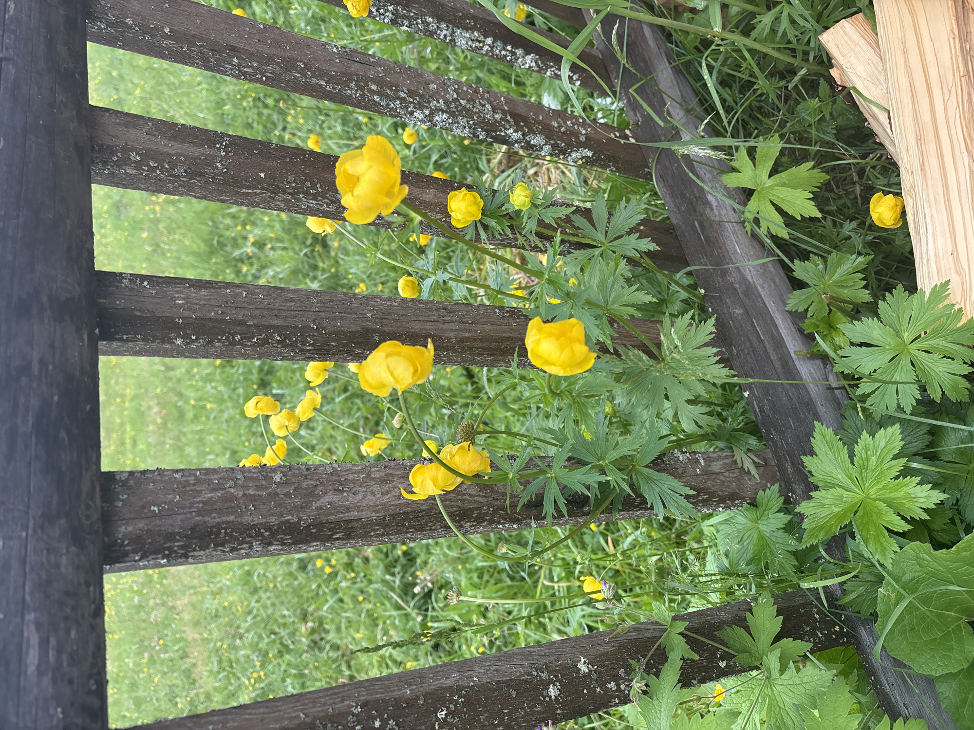 A close-up, eye-level shot captures a wooden fence with several weathered, vertical planks. Through the gaps in the fence, a field of green grass dotted with small yellow flowers is visible. In the foreground, a cluster of vibrant yellow flowers with rounded petals, identified as Trollius chinensis (Chinese globeflower), are in bloom. The flowers are growing amongst lush green foliage and some dried, cut pieces of wood are visible at the bottom right of the frame. The scene appears to be in a rural or semi-rural setting.