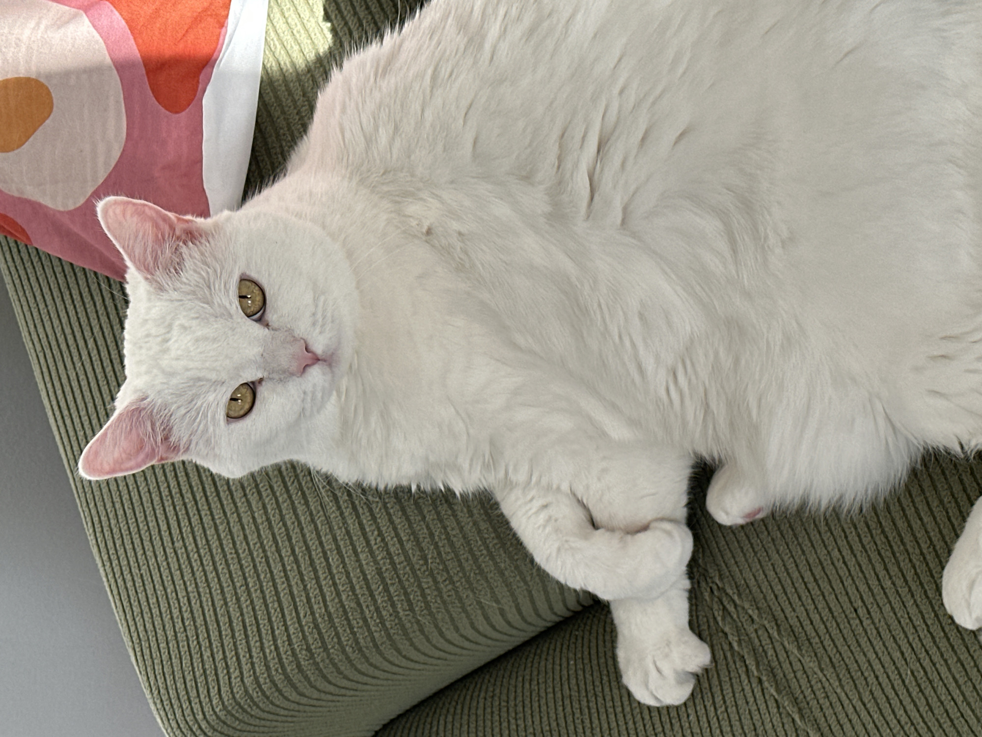 A white cat with yellow eyes lies on a green textured sofa with a pink and orange patterned pillow next to it. The cat is looking at the camera and has its paws crossed. The scene is illuminated by natural light. It is not possible to determine the location in Novi Sad, Serbia based solely on the image.