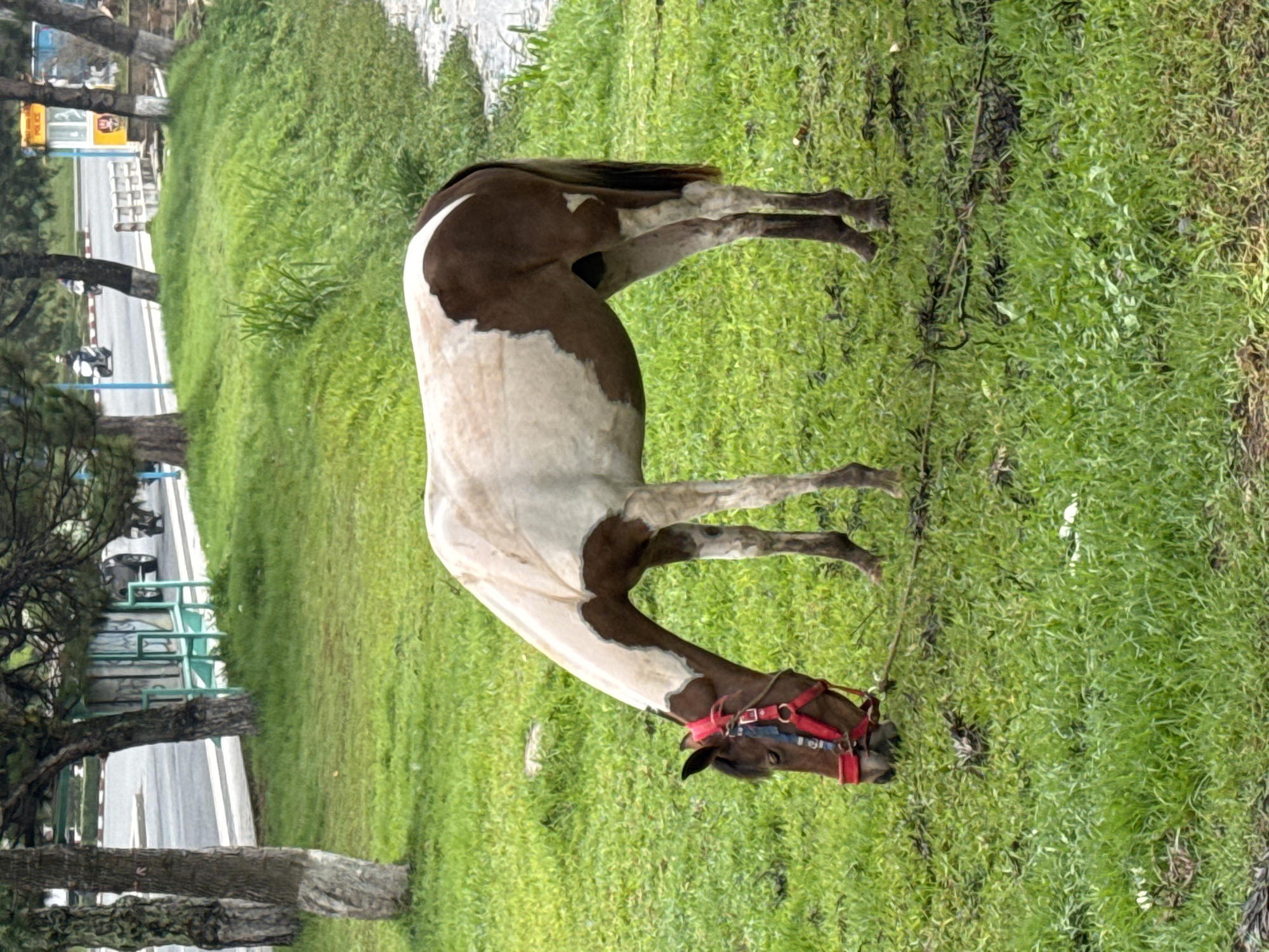 A piebald horse with a red bridle grazes on a patch of green grass next to a road and sidewalk with trees along the edge. In the background, there are more trees, buildings, and motorcycles parked. The photo was likely taken in the city of Da Lat, Vietnam.