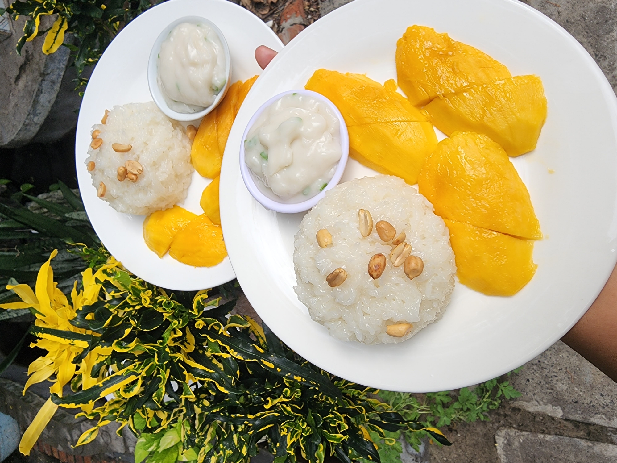 This image captures a close-up, elevated view of two plates of Mango Sticky Rice, a popular Southeast Asian dessert, in an outdoor setting in Phan Thiet Ward, Vietnam.
The main subjects are two white, round plates, each laden with a serving of the dessert. On each plate, a mound of white sticky rice, sprinkled with roasted peanuts, sits beside several bright yellow-orange slices of ripe mango. A small, white, circular dish containing a creamy, white sauce (likely coconut milk) is also present on each plate. The sauce in both dishes appears thick and has small green flecks, possibly pandan leaf or chives, mixed within.
A person's hand is visible on the right, holding the bottom plate, suggesting the food is either being served or is about to be enjoyed. The plates are set against a backdrop of lush green and yellow-leafed plants, possibly a croton species, indicating a vibrant, natural environment. The ground beneath the plants appears to be concrete or stone. The natural daylight suggests it is daytime. No visible text is present in the image.