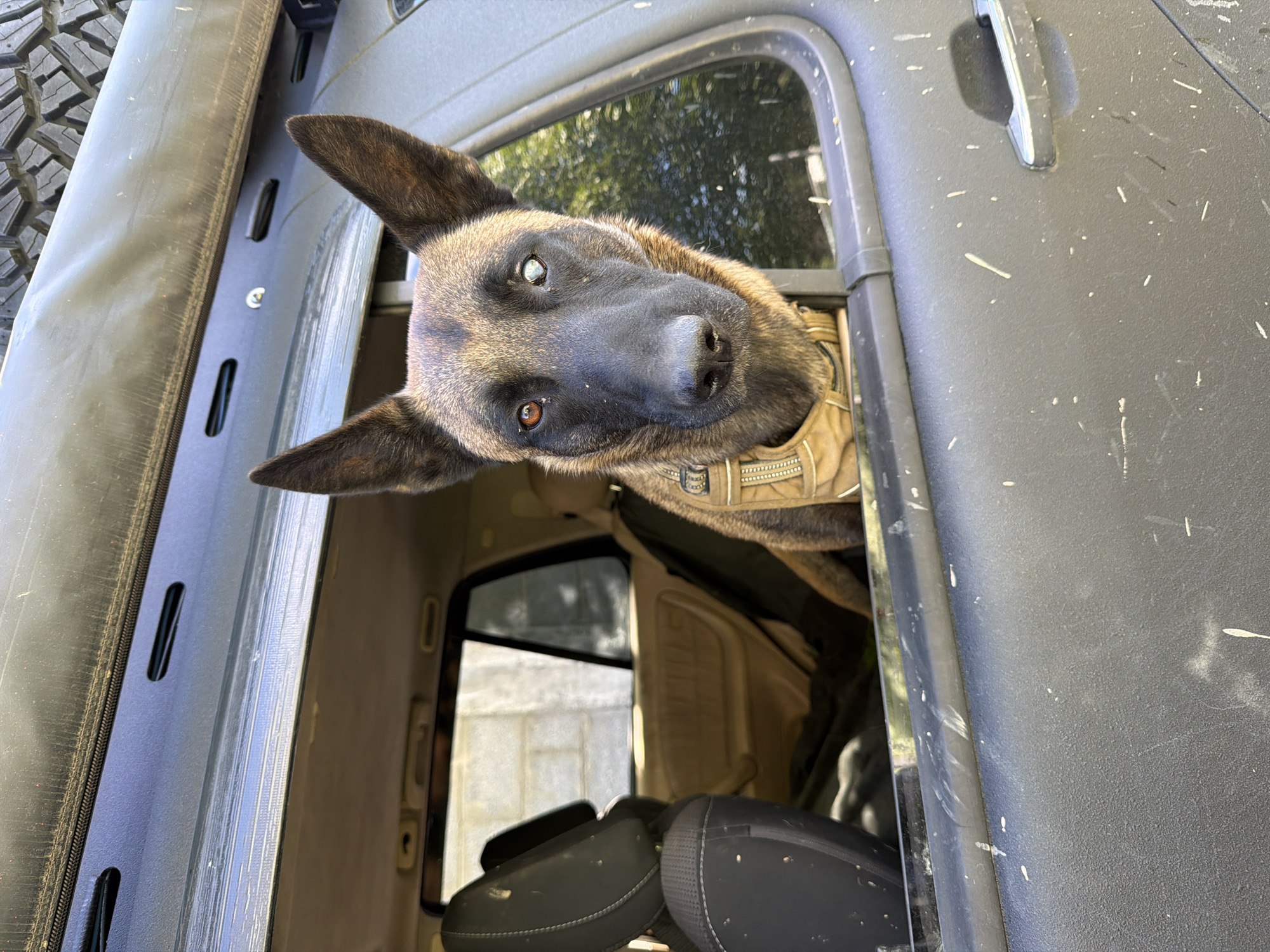 A tan and black Belgian Malinois dog with a visible cataract in its left eye is peering out of the rear driver's side window of a vehicle. The dog is wearing a tan harness. The vehicle, which appears to be dark gray or black with splattered white markings, is likely a truck. The interior of the vehicle includes light tan upholstery and black headrests. The exterior background visible through the window is blurred, with hints of green foliage. The location is Saguramo, Georgia. A tire can be partially seen in the top left corner.