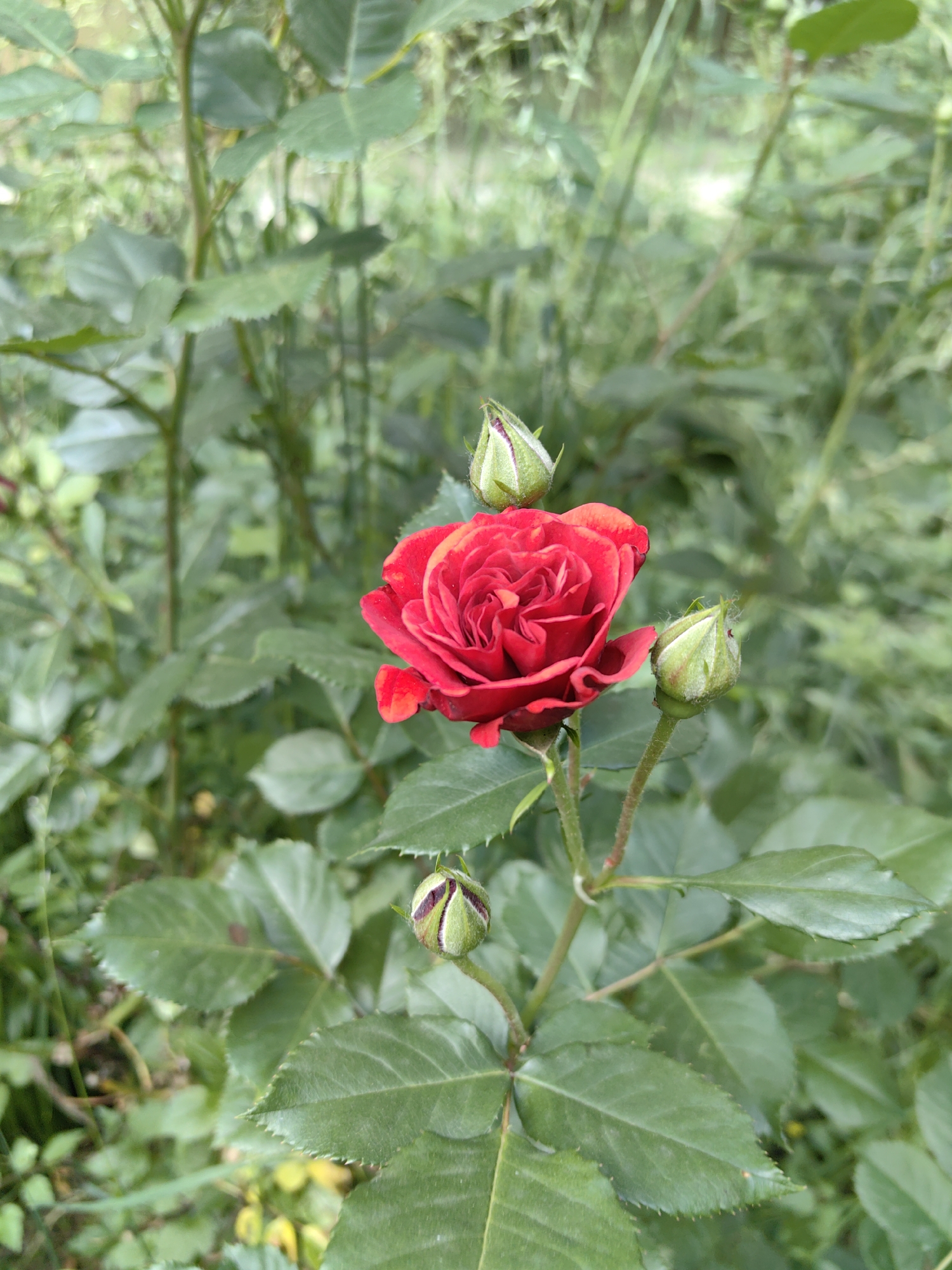 A red rose with three buds is in focus, surrounded by green leaves and other rose bushes, likely in a garden setting. The location is Sofia, Bulgaria.
