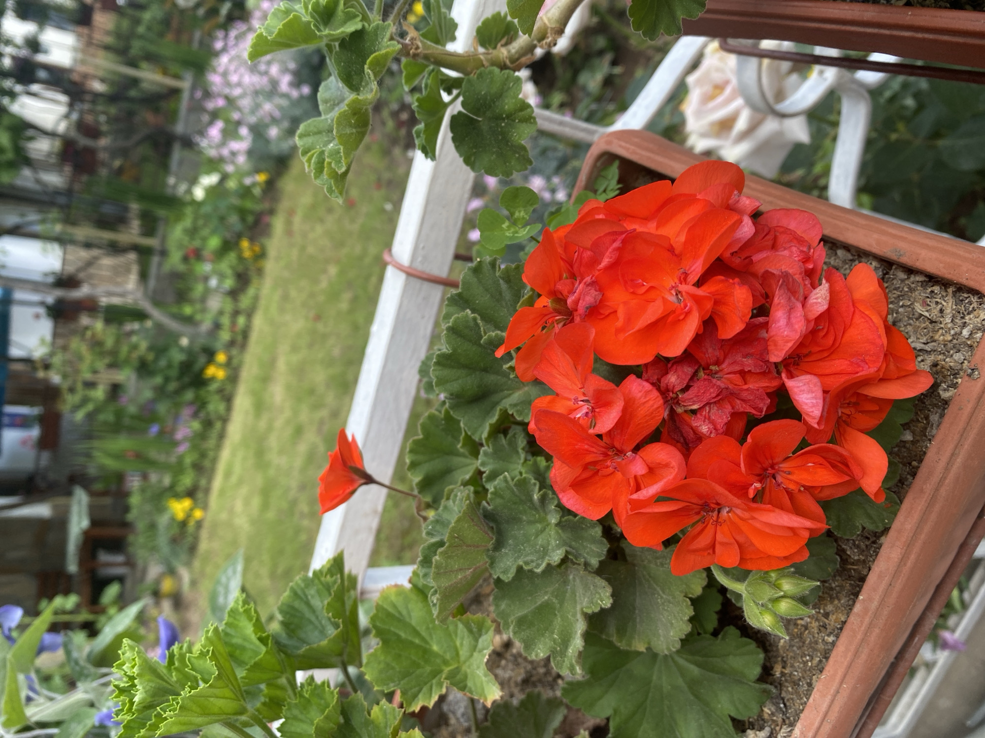 A close-up shot focuses on a cluster of vibrant red geranium flowers in a terracotta pot, set against a blurred background of a garden. The pot sits on a white railing, with a pale pink rose visible behind it. In the distance, a lush green lawn and various colorful flowers are visible, suggesting a garden setting. The image appears to have been taken in Smolyan, Bulgaria, judging by the context of previous interactions.