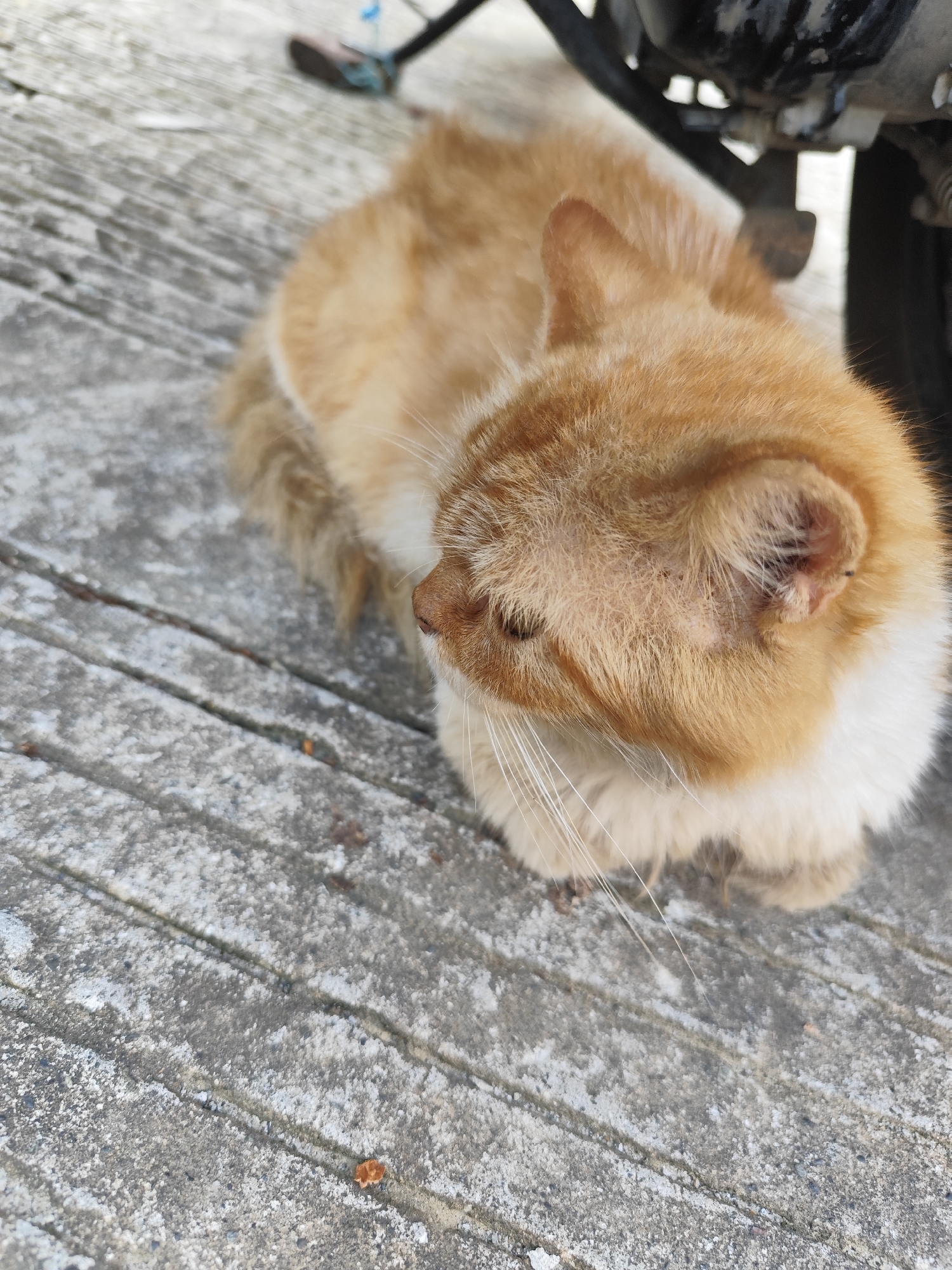 An orange and white cat is lying on a concrete surface near a motorcycle. The cat is facing to the left, with its eyes closed. The concrete is cracked and worn. The motorcycle is partially visible in the upper right corner of the image. The scene is outdoors, with natural light.