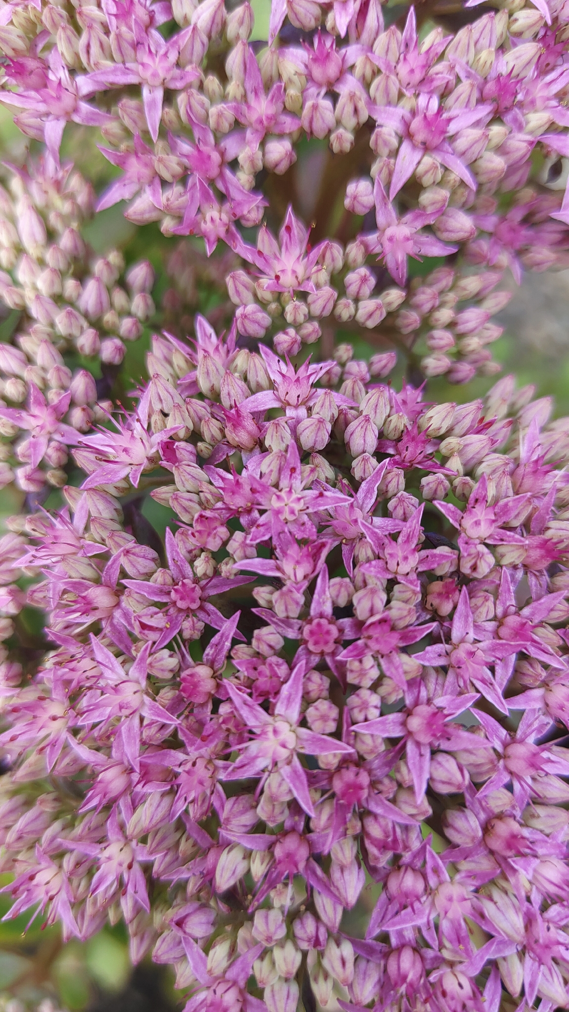 The image shows a close-up, overhead view of a cluster of pink sedum flowers, also known as stonecrop. The flowers are star-shaped with delicate, pointed petals and appear to be in various stages of bloom, with some buds tightly closed and others fully open. The petals are a vibrant pink with lighter, almost white centers. The background is softly blurred, showing hints of green foliage. There is no discernible location in Krasnoyarsk, Russia, or any people or actions depicted.