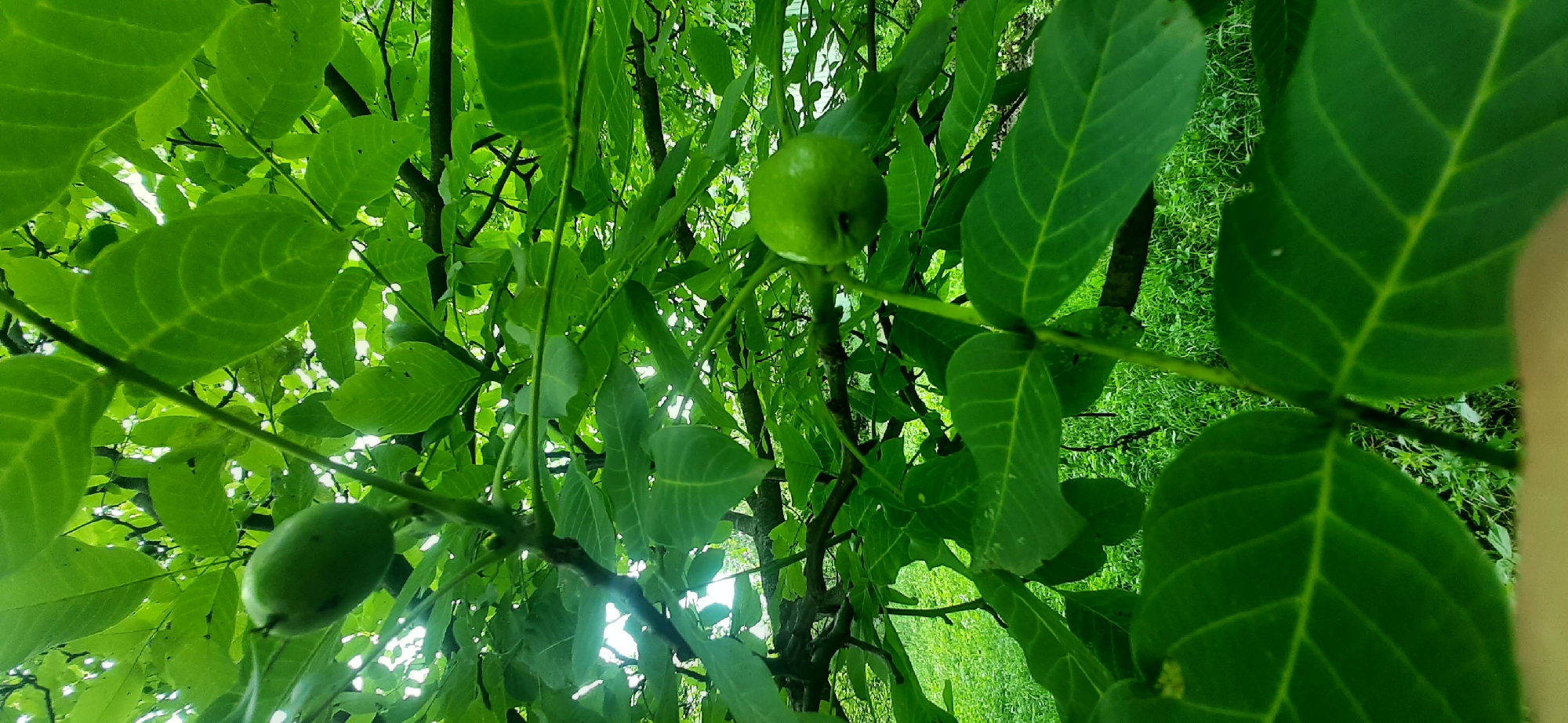 The image shows a close-up view of a walnut tree with unripe green walnuts growing among its leaves. The foliage is dense and vibrant green, with sunlight filtering through in some areas. The branches are dark and woody. The scene is set outdoors, likely in a natural environment. The image does not contain any people, actions, or interactions. There is no information in the image that can be used to determine its location in Yessentukskaya, Russia.