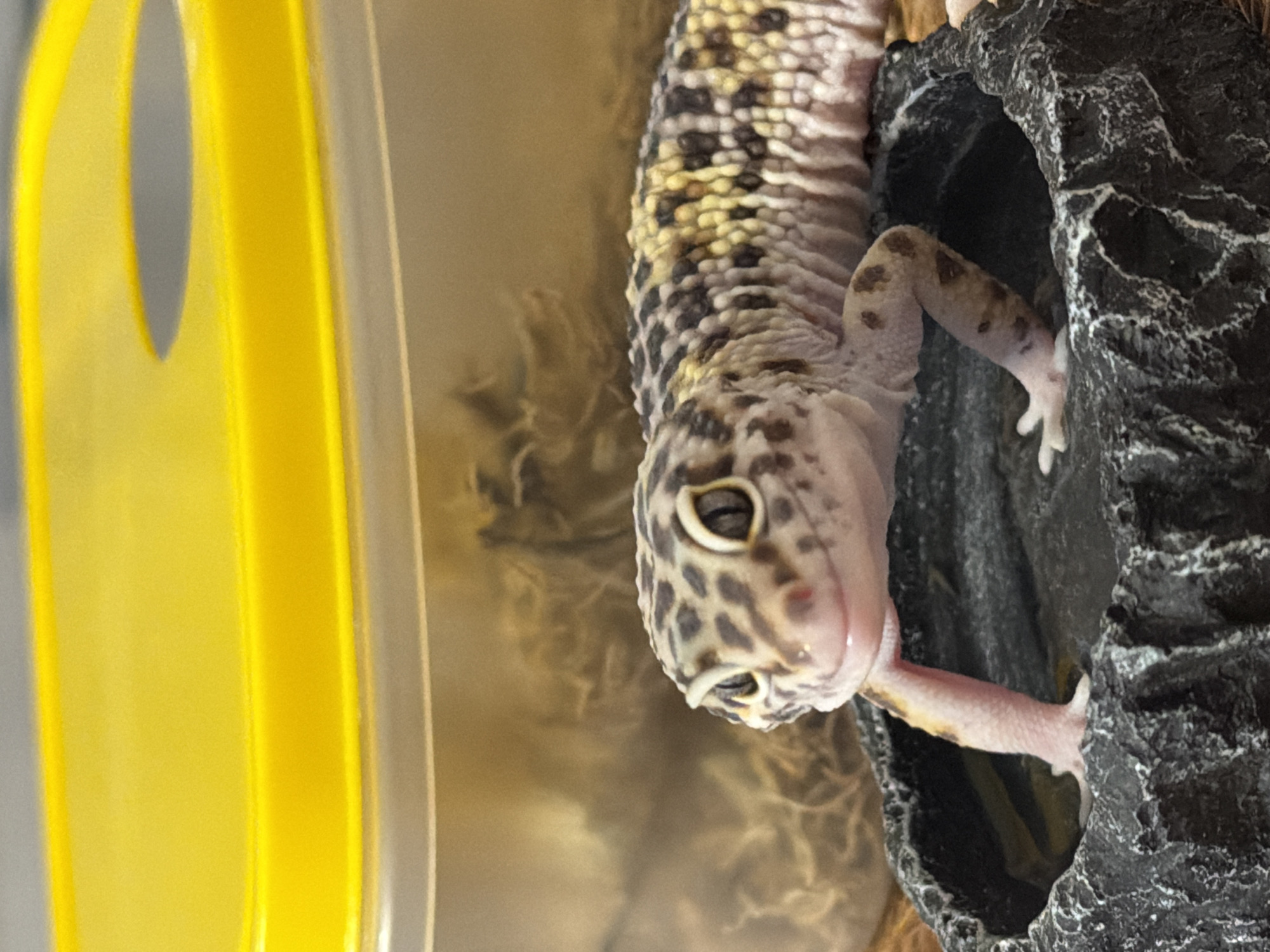 A leopard gecko is captured in a close-up, vertical shot within what appears to be an indoor enclosure. The gecko, displaying its characteristic spotted pattern of black/dark brown and yellow/cream markings, is positioned with its head angled downwards and its body extending upwards. Its left front leg is extended into the dark, textured, rock-like opening of a hide or cave structure, which occupies the right side of the frame. The gecko's tongue is visible, extended slightly from its mouth, and its eye is open.
To the left of the gecko, a prominent, bright yellow, curved plastic object or structure is visible, taking up a significant portion of the left side of the image. The background behind the gecko's main body is a blurry, light tan or yellowish-brown, possibly showing reflections or substrate through a clear enclosure wall. The lighting is bright, illuminating the gecko's patterns and the vibrant yellow object. No text is visible in the image. The setting appears to be a typical pet habitat, possibly in a home in Izhevsk, Russia.