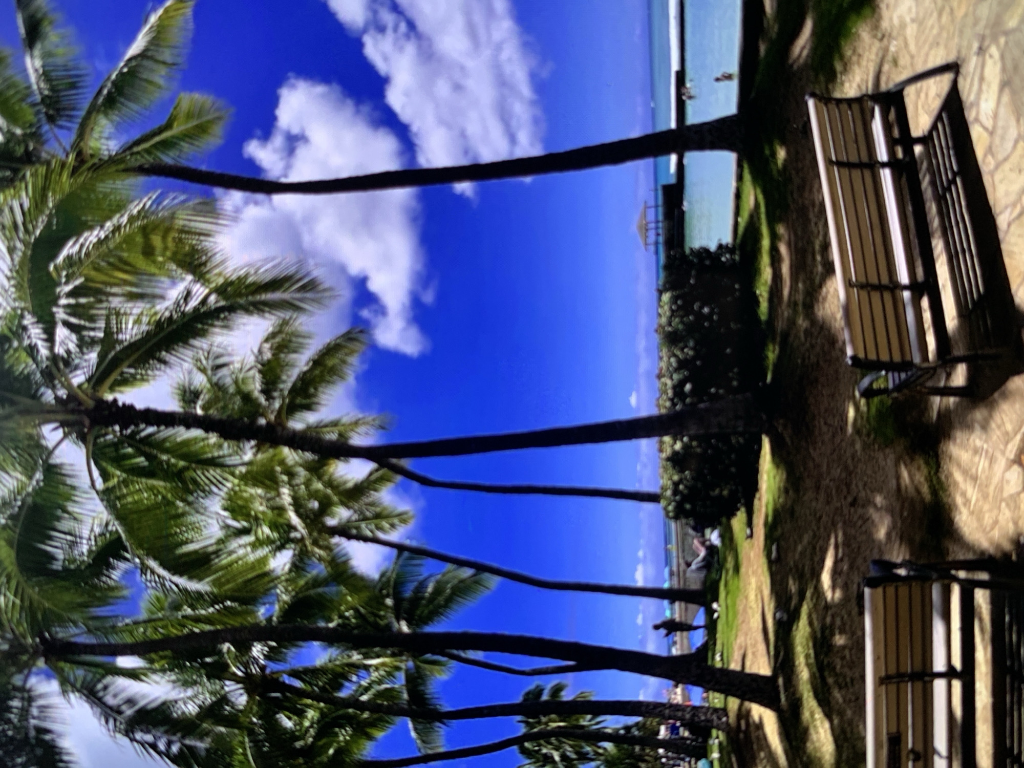 An outdoor scene displays a beachside park with several palm trees and a clear blue sky with white clouds. Two park benches are in the foreground, one on the left and one on the right, both facing away from the viewer. Beyond the benches, a grassy area with scattered palm trees leads to a body of water. A person is standing near the water's edge, and another person is lying down on the grass. In the distance, there is a structure resembling a small gazebo on a pier or platform in the water, and several people are visible in the water. The water appears calm, and the overall atmosphere suggests a tropical or beach resort setting.