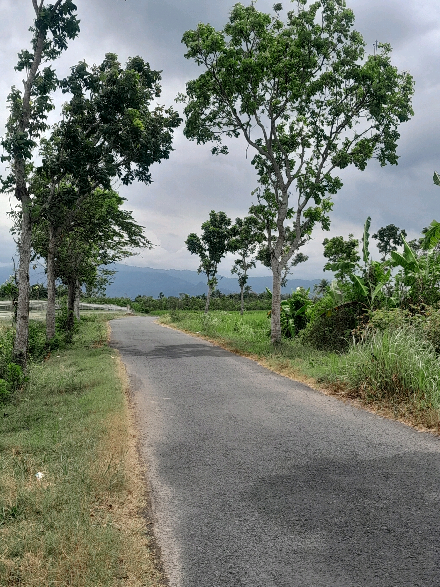 An asphalt road curves through a rural landscape under a cloudy sky. On the left side of the road, several trees with green foliage line the shoulder, which is covered in grass and some dry vegetation. In the background, beyond a green field, a range of blue-hued mountains is visible. On the right side of the road, dense green vegetation, including banana trees, grows tall. The scene appears tranquil and undeveloped.